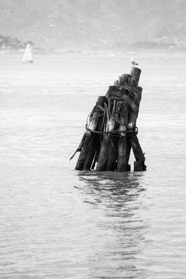 A small wooden pier or raft sticking out of calm water with a seagull perched on top, and a distant sailboat on the horizon.