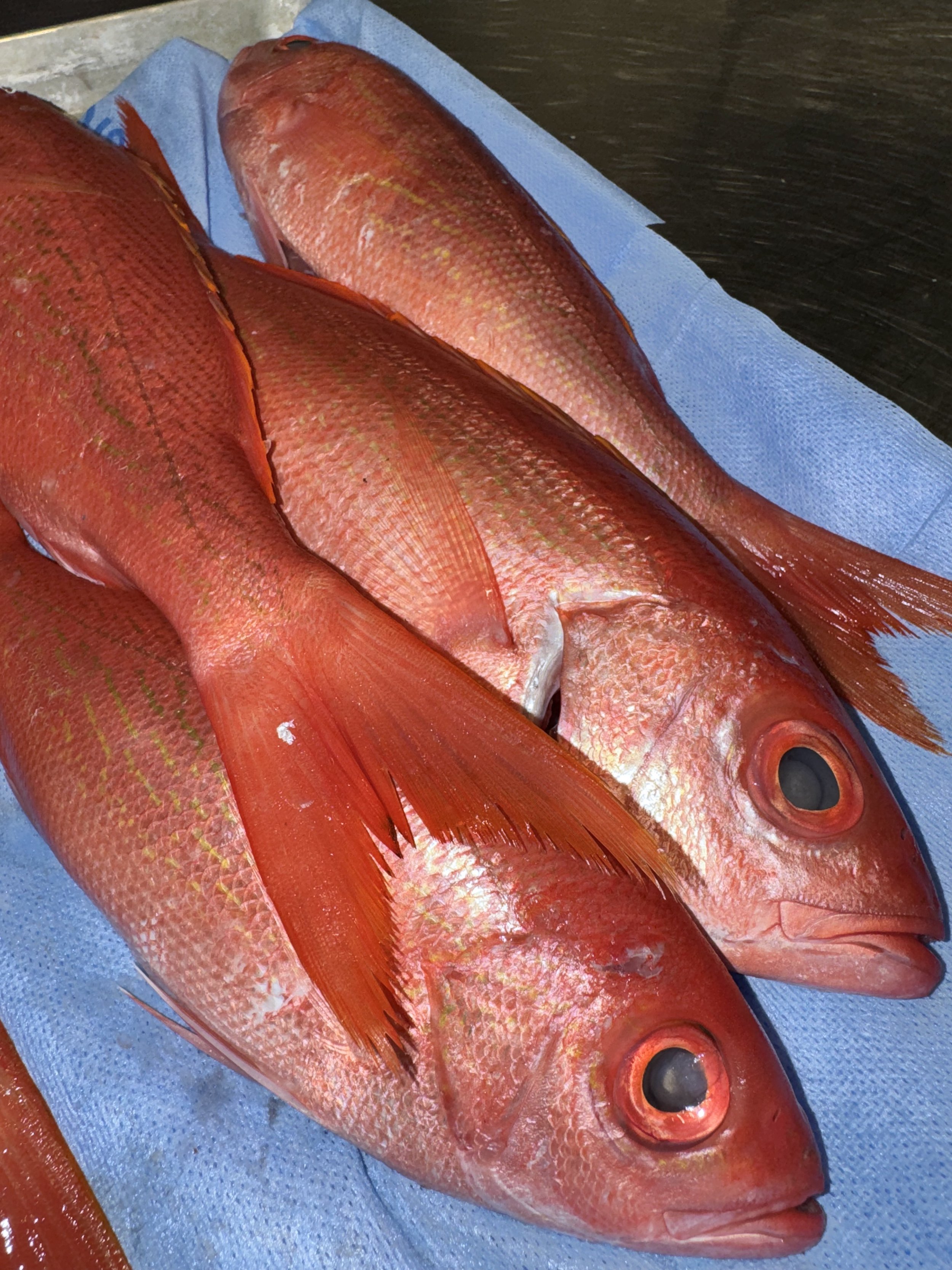 Two red fish lying on a blue towel, with scales and eyes visible.