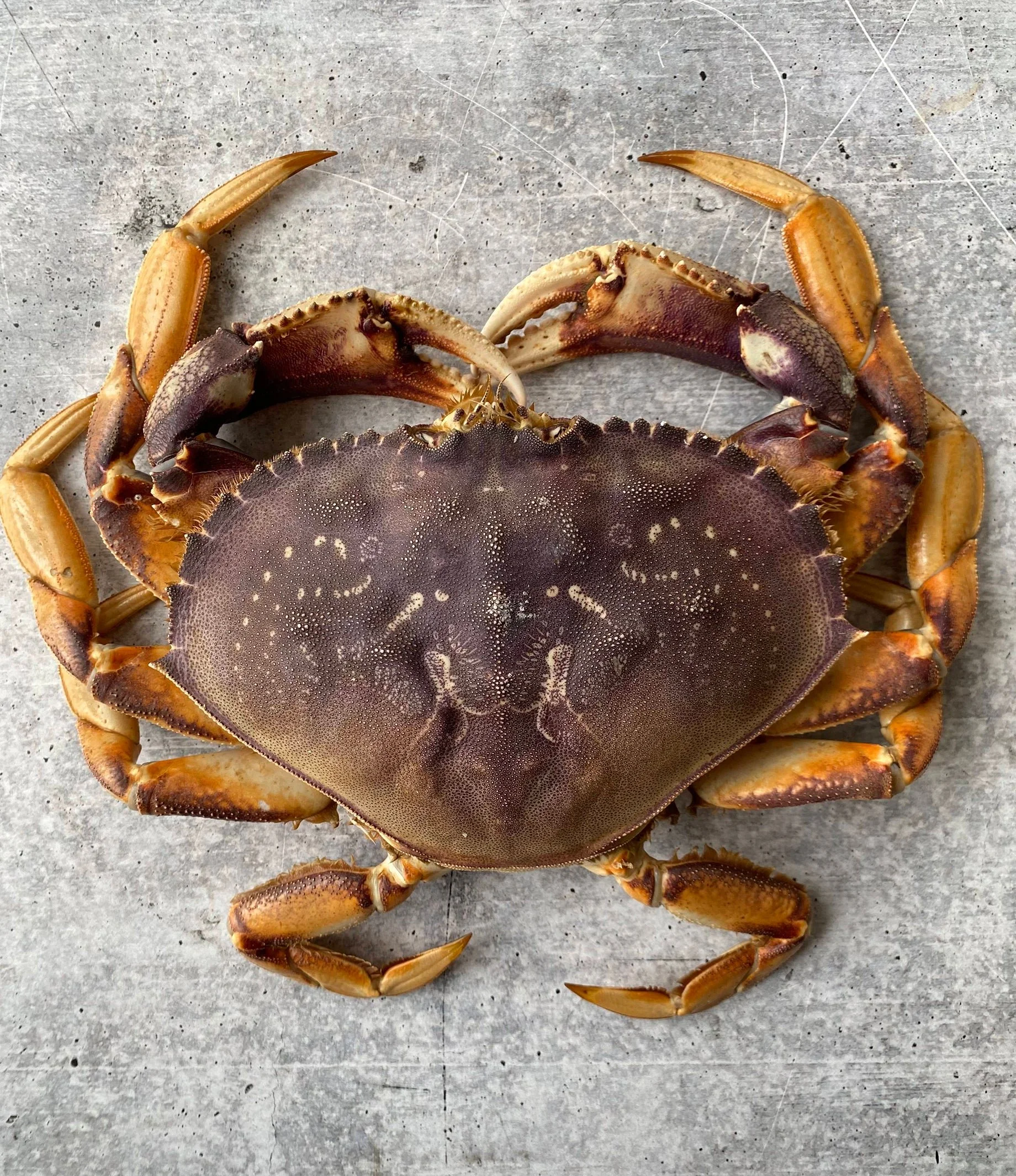 A close-up of a cooked crab with a dark brown shell and yellowish legs, placed on a gray, textured surface.