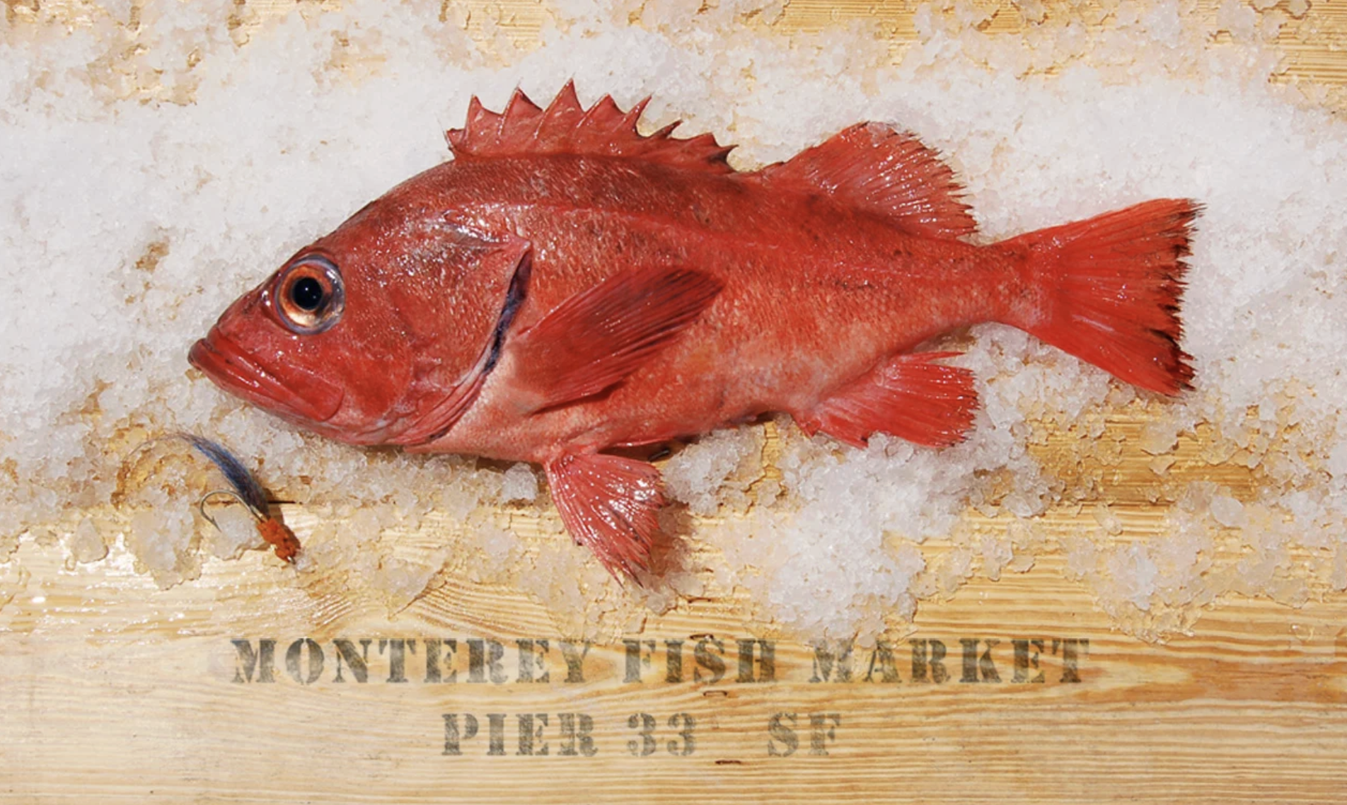 A red fish with spiny fins lying on a bed of crushed ice on a wooden surface, with partially visible text reading 'MONTEREY FISH MARKET PIER 33 SE'.