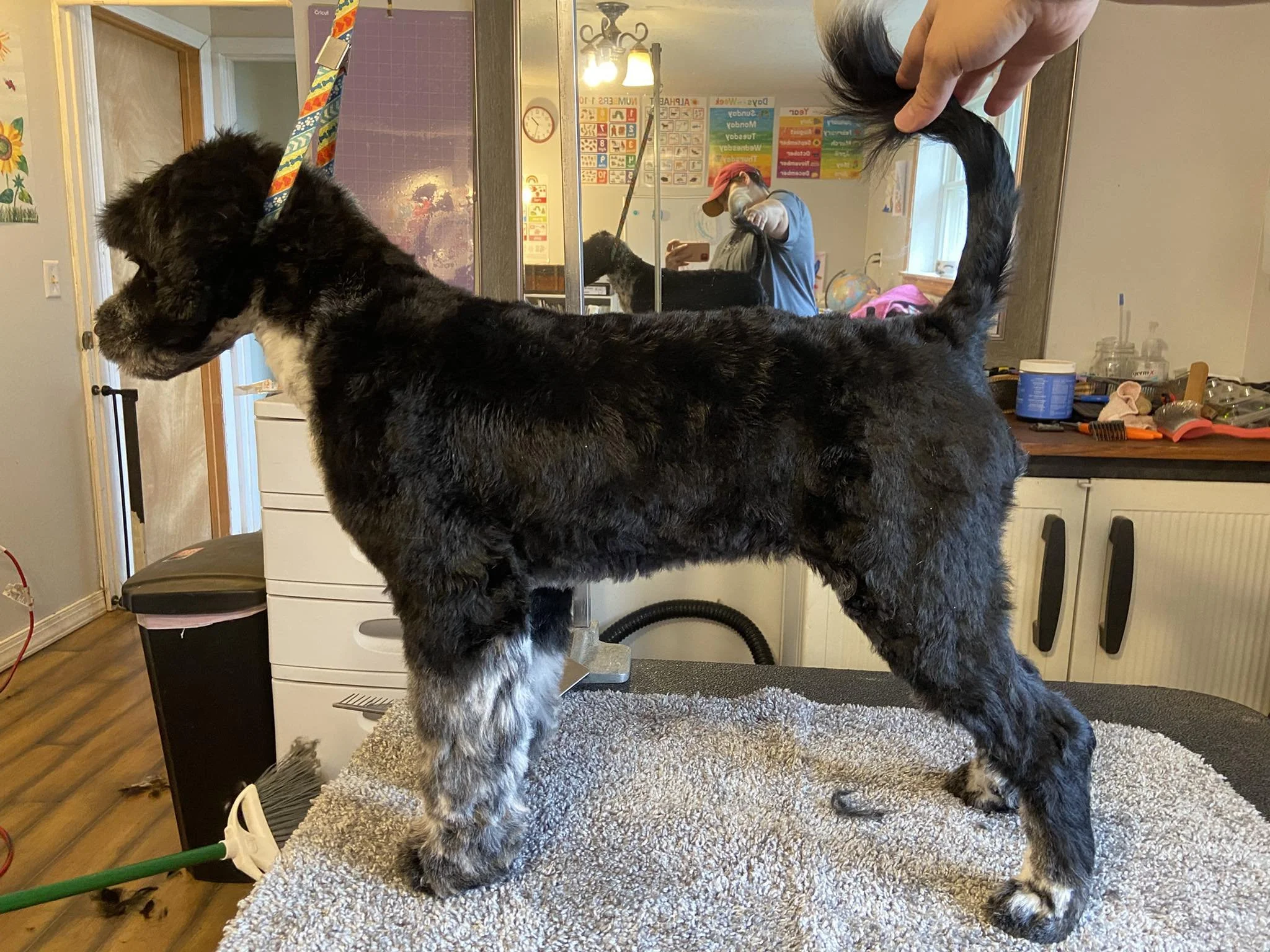 A large black and white dog stands on a grooming table, being held by a person whose hand is visible adjusting or holding the dog's tail. The background shows a room with children's educational posters, a globe, and various grooming supplies on a counter.