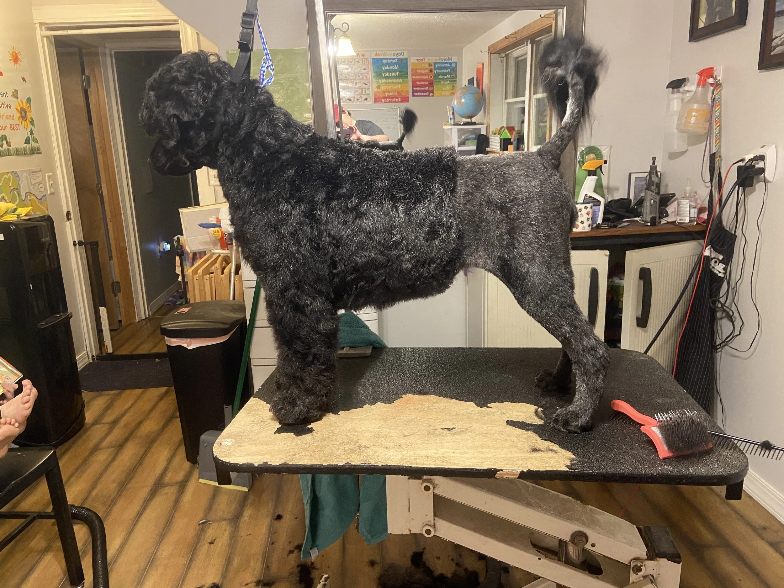 A large black and gray dog standing on a grooming table in a room with medical and educational posters, a globe, and grooming tools visible in the background.