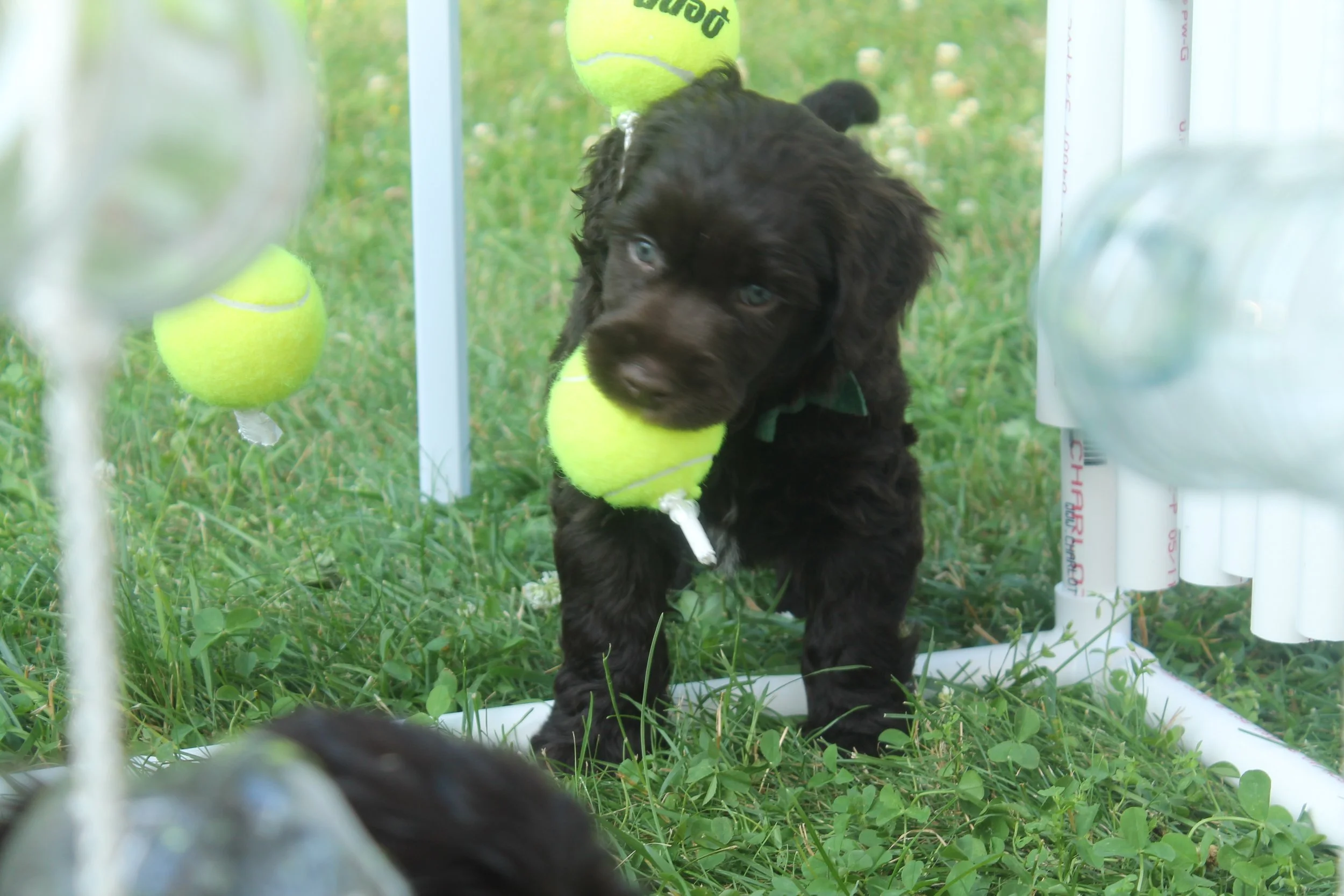 A brown puppy with blue eyes playing with a tennis ball inside a white enclosure on grass.