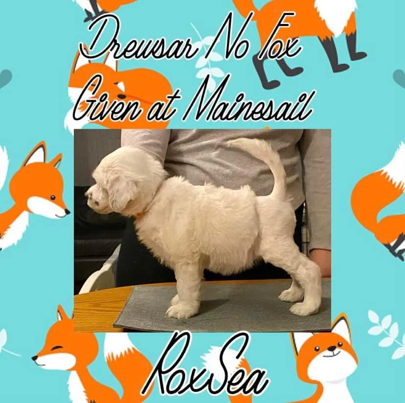 A fluffy cream-colored puppy standing on a table with a person in a gray shirt behind it. The background features a colorful design with cartoon foxes and the text 'Drewsar No Vox Given at Mainesail' and 'Roxsea'.