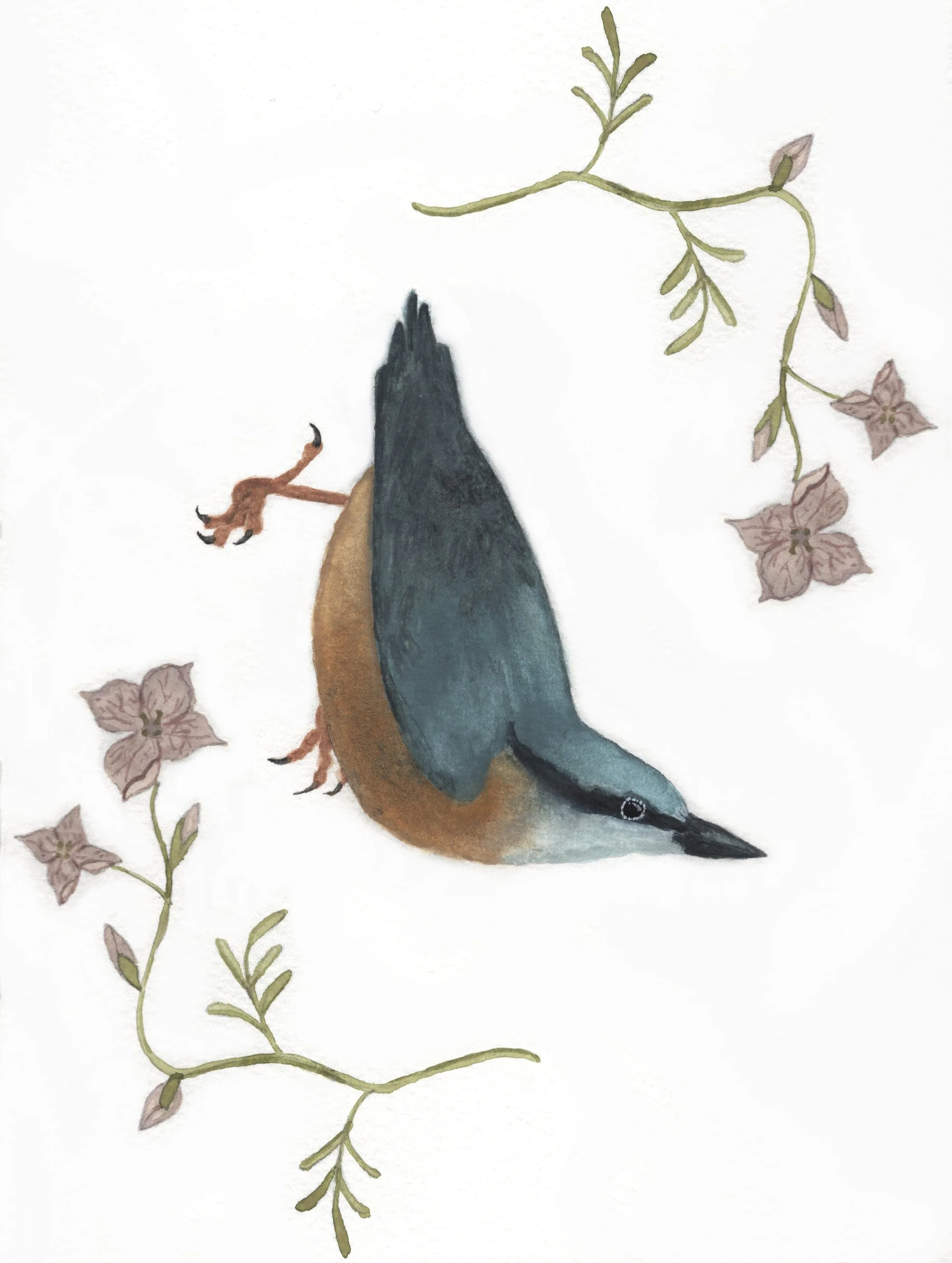 Nuthatch - Gouache on paper, 2025 