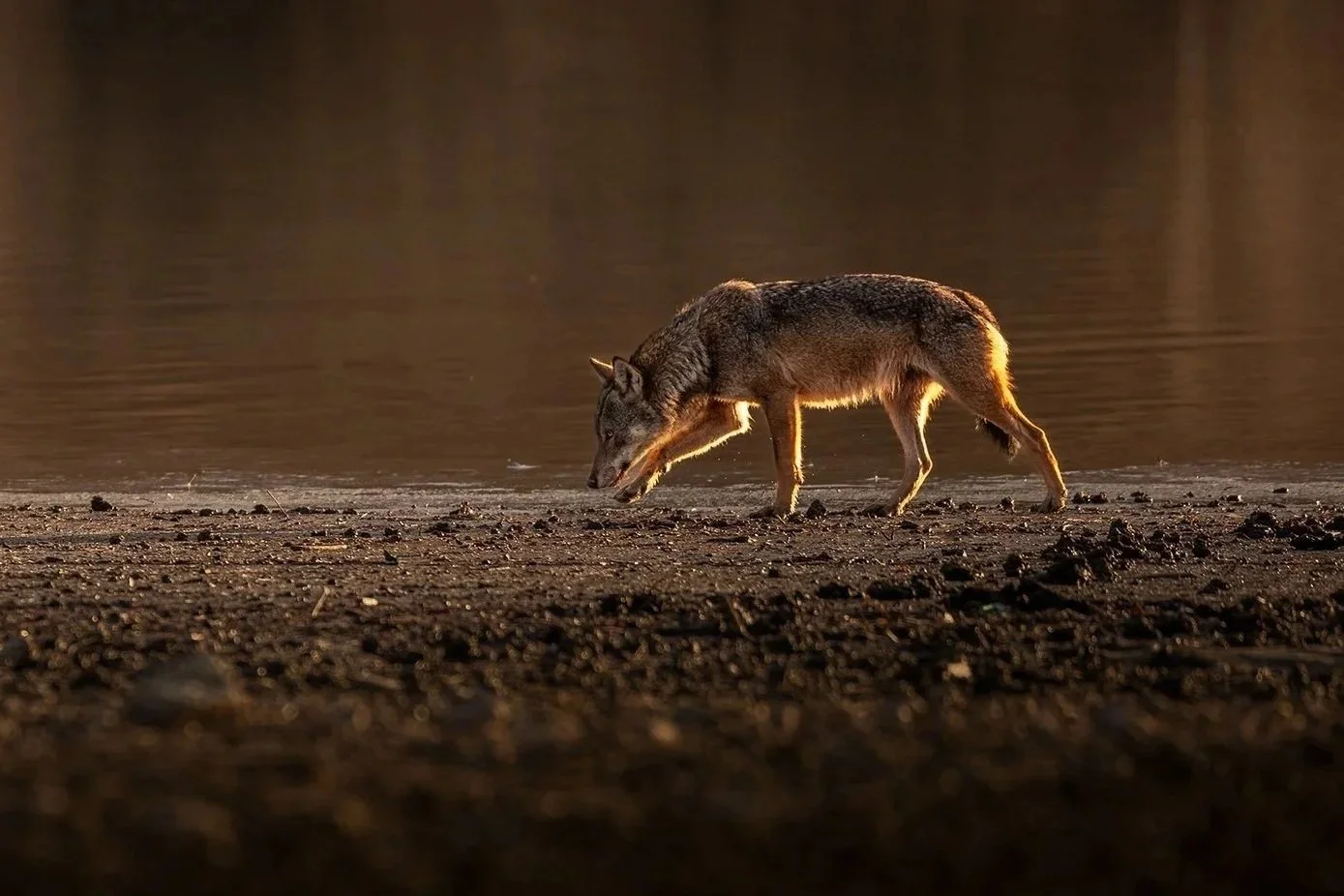 First light