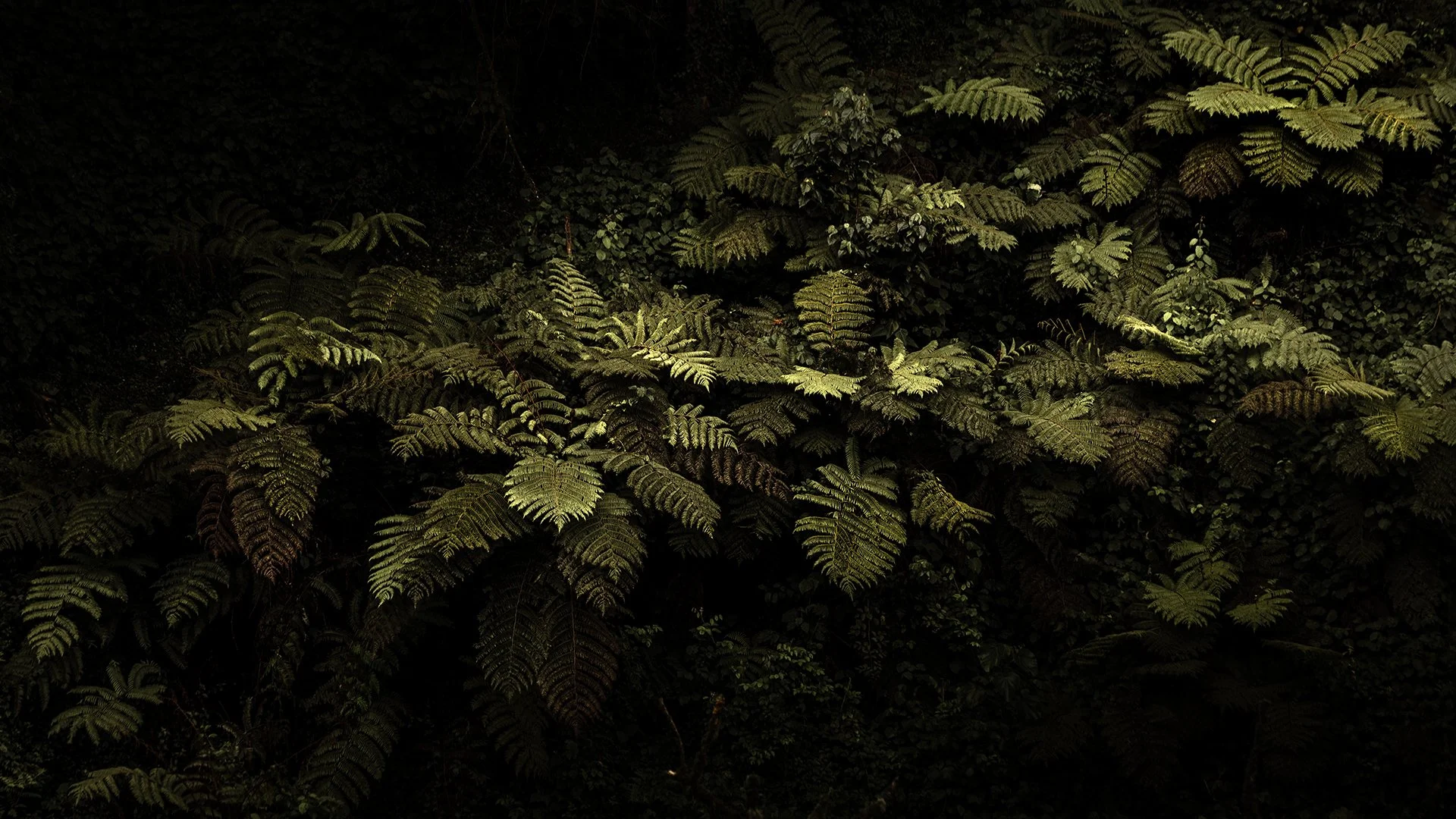 Golden ferns, Bwindi Impenetrable