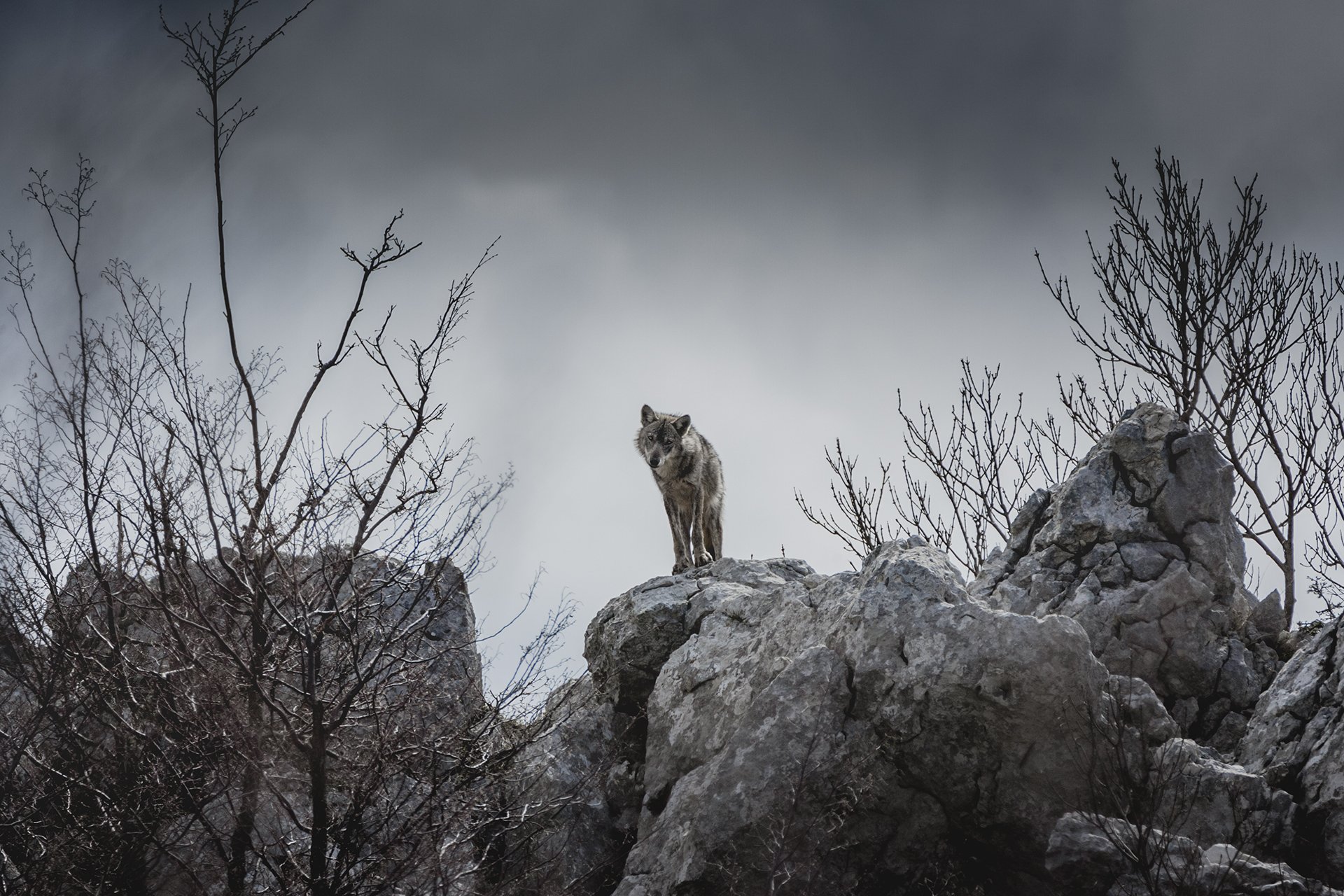 A lone wolf looking for a prey