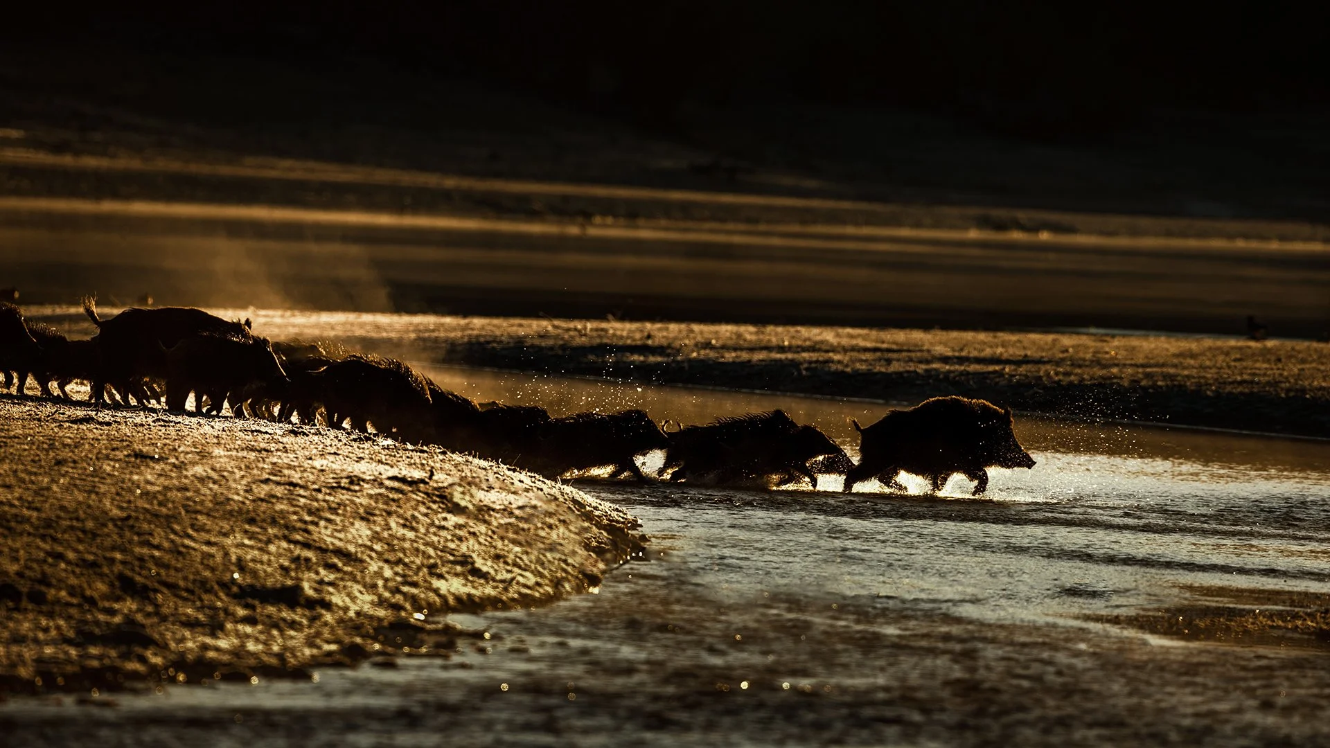 wild horde