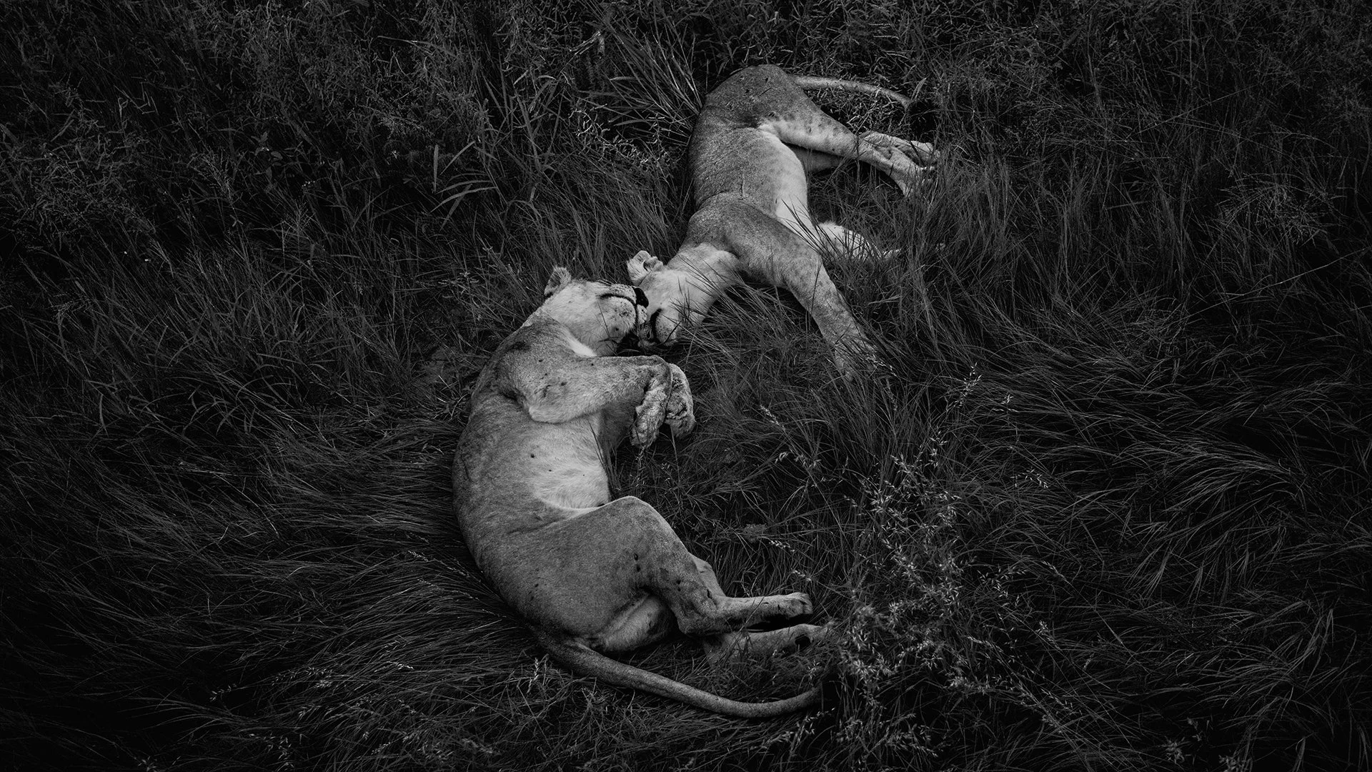 TENDERNESS.
