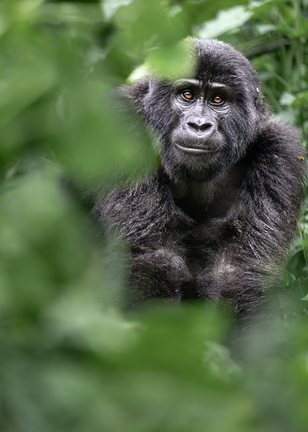 A future silverback, Bwindi.