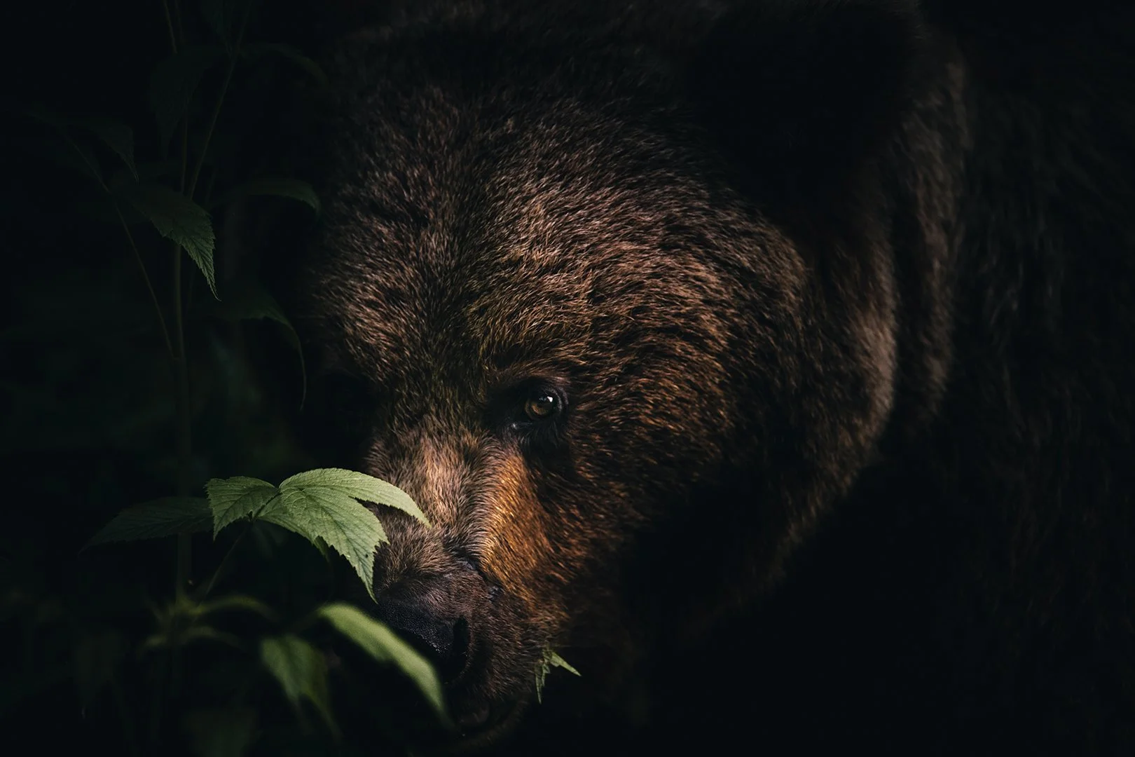 A shy bear from Carpathian mountains