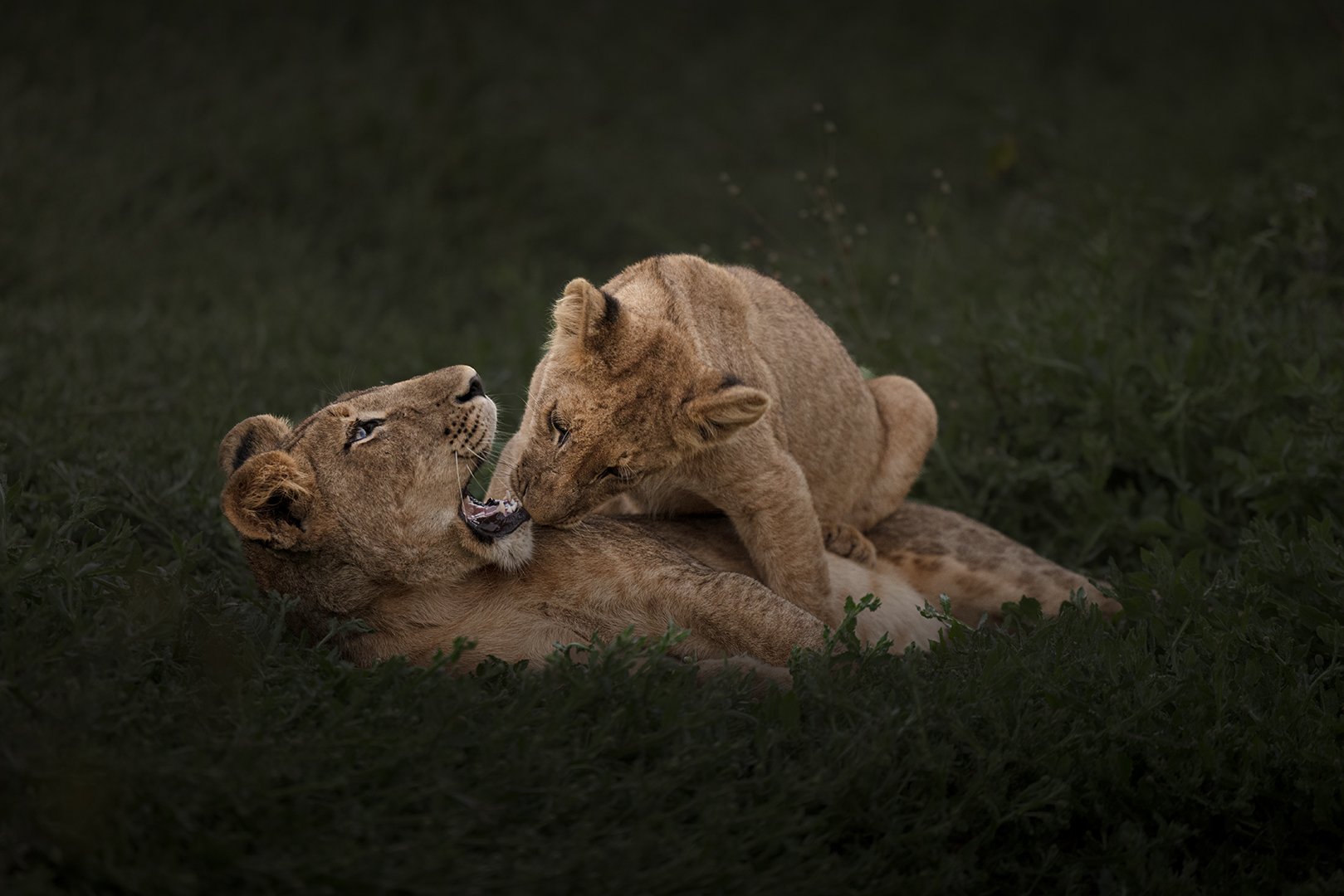 Playing, Lower Zambezi National Park