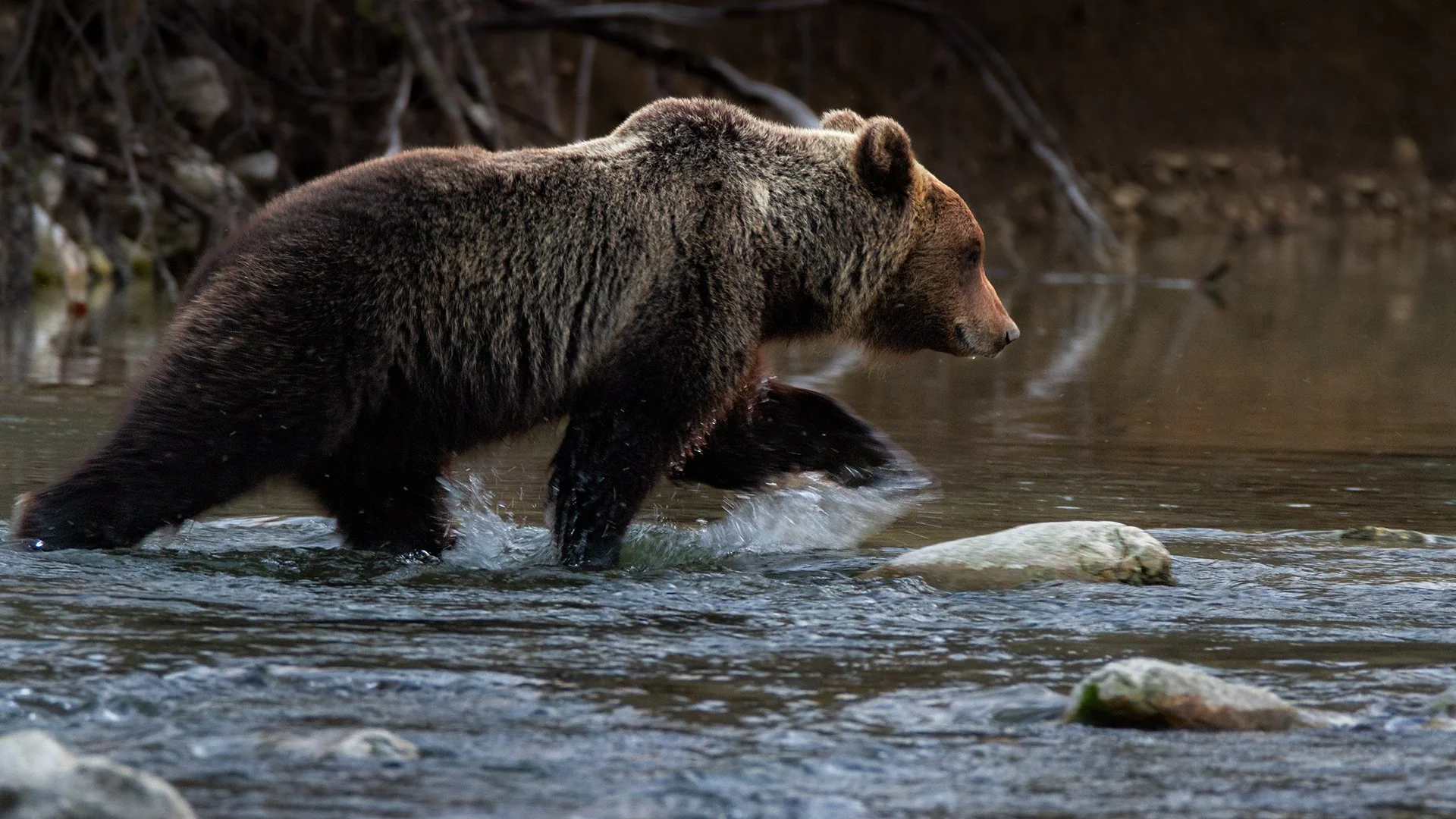River crossing of a Marsican brown bear