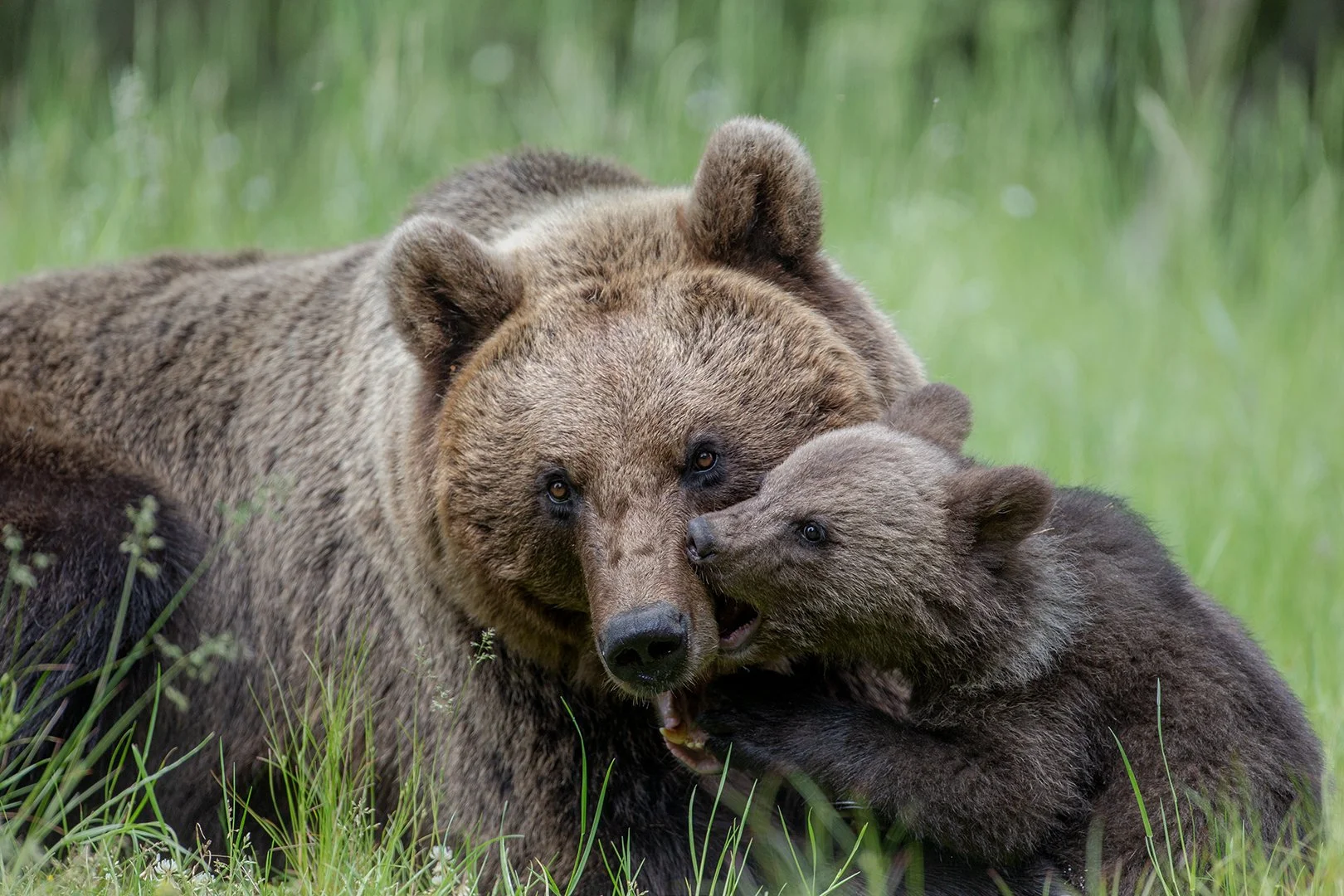 Mom and cub in Carpathia