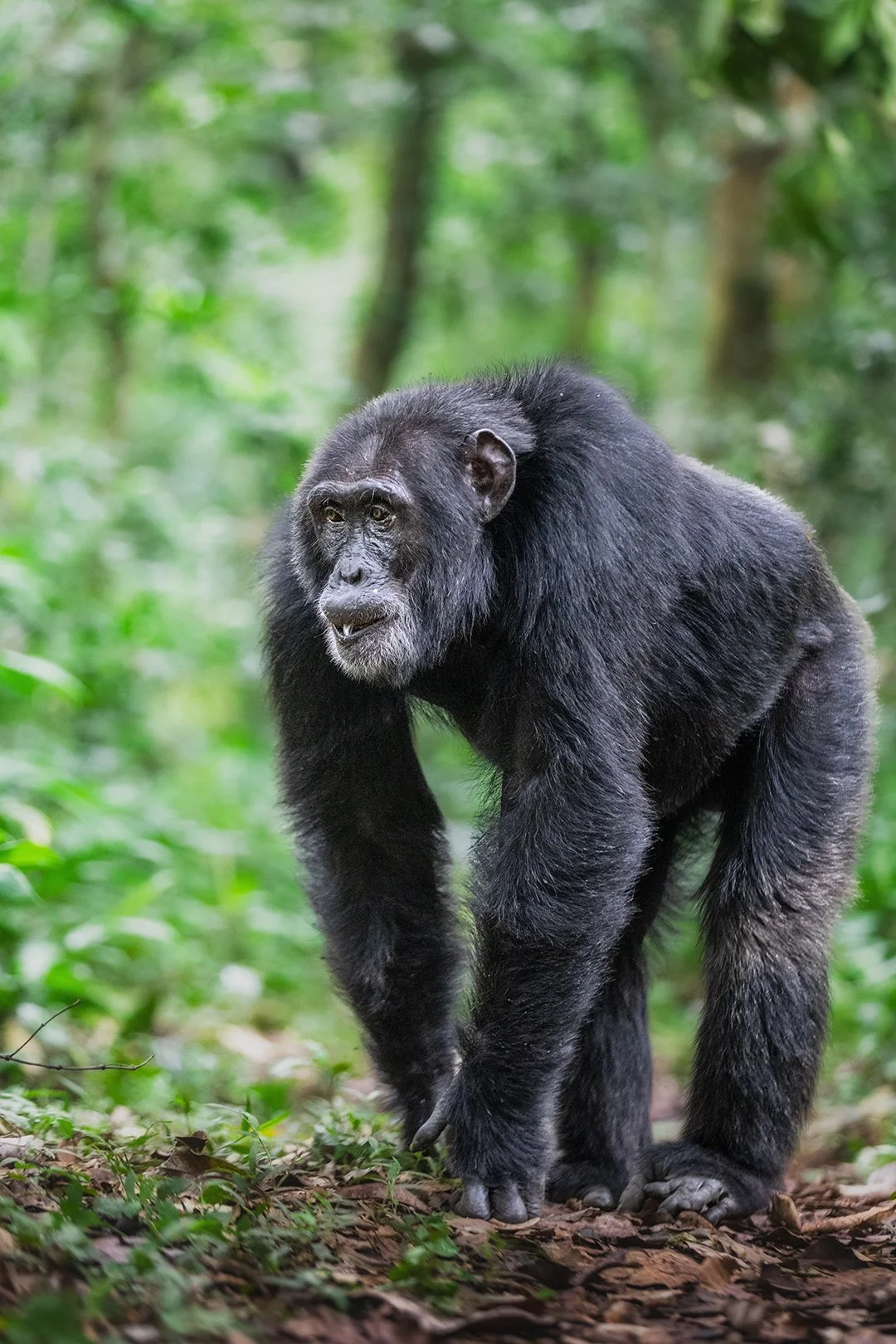 Wise chimp of Kibale