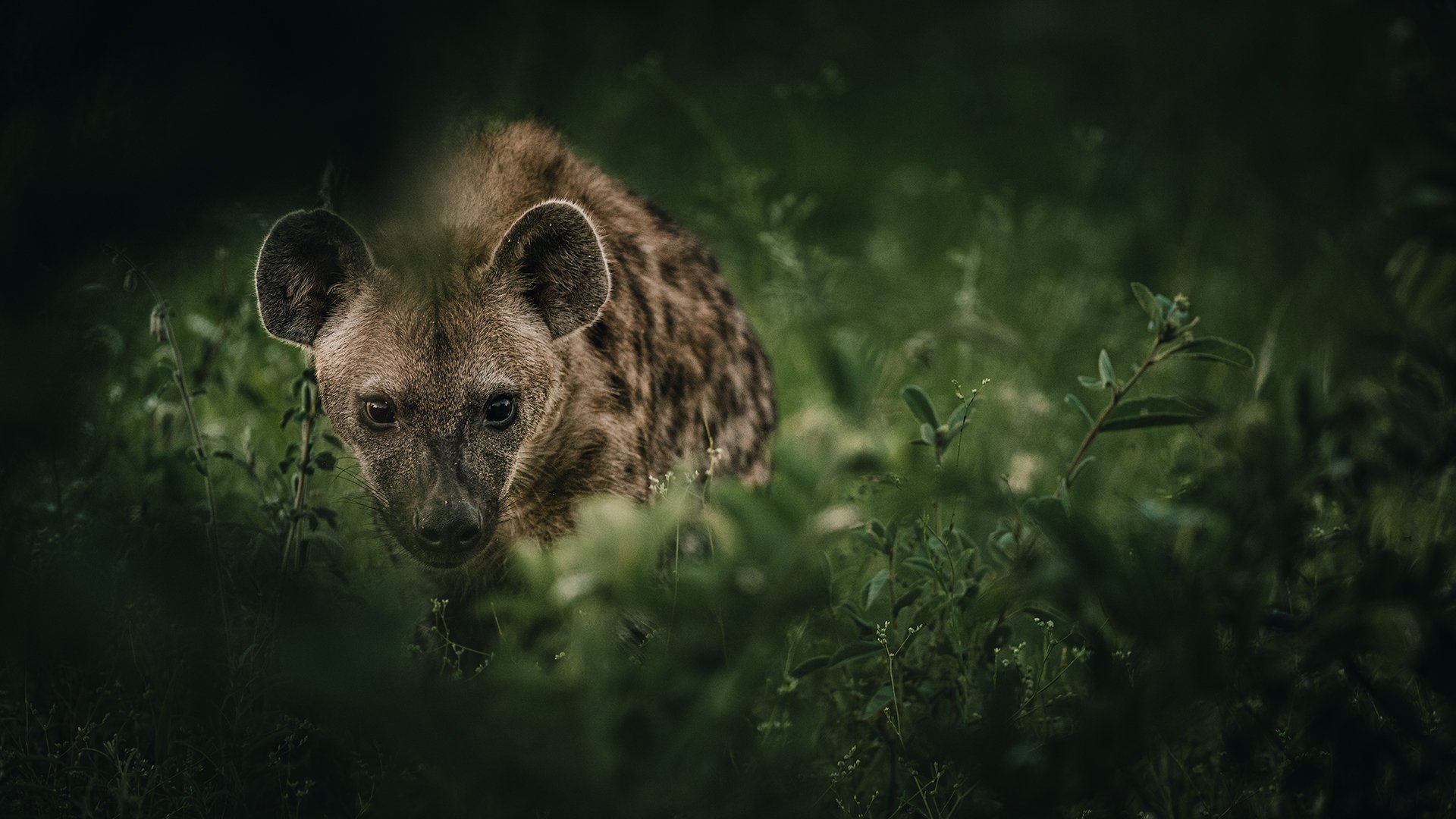 Spotted hyena in Klaserie Game Reserve