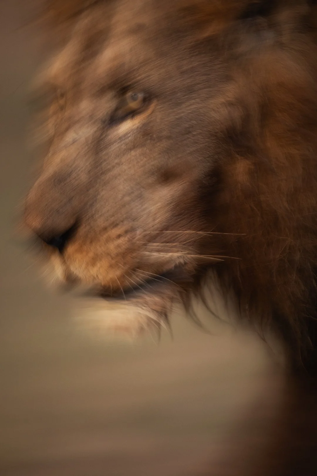 Male lion at dusk, Zambia