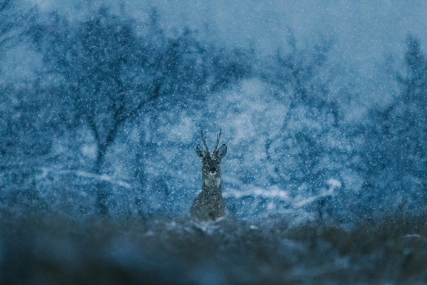 A roe deer during a sunrise snowfall