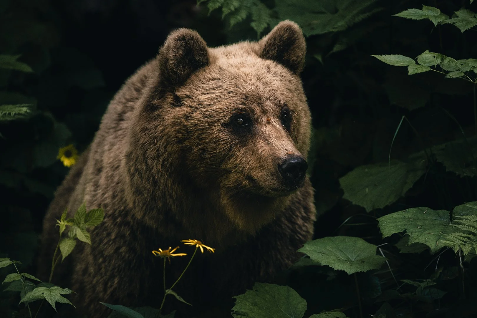 A female brown bear waiting for cubs