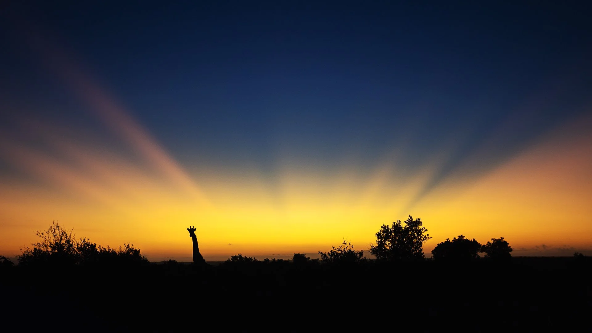 Giraffe melted in sunrise, Klaserie Game Reserve