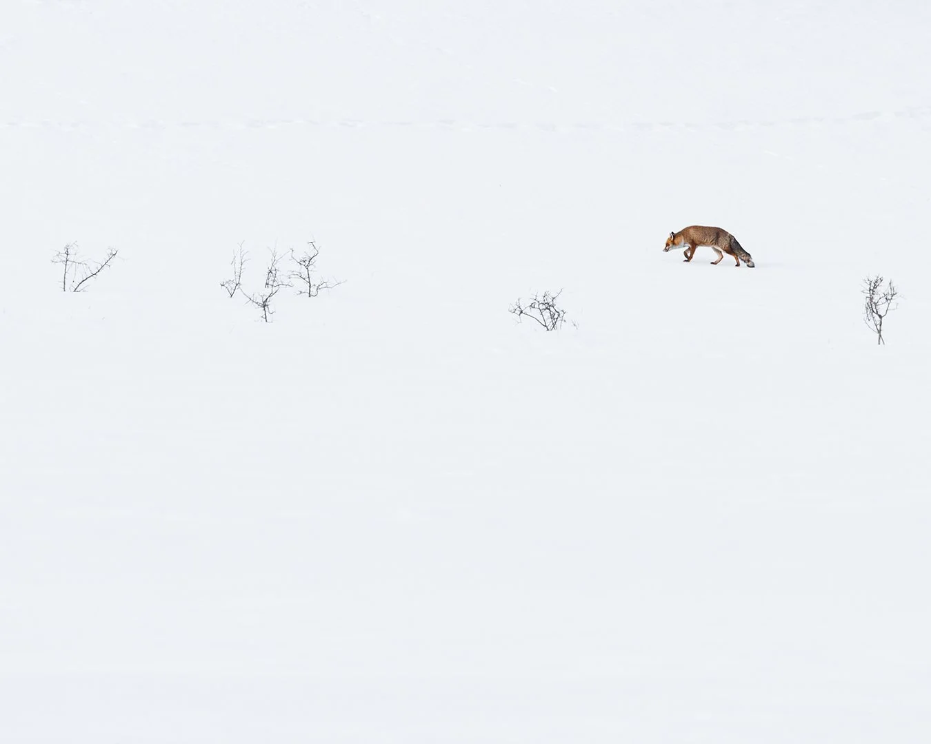 minimalism, red fox
