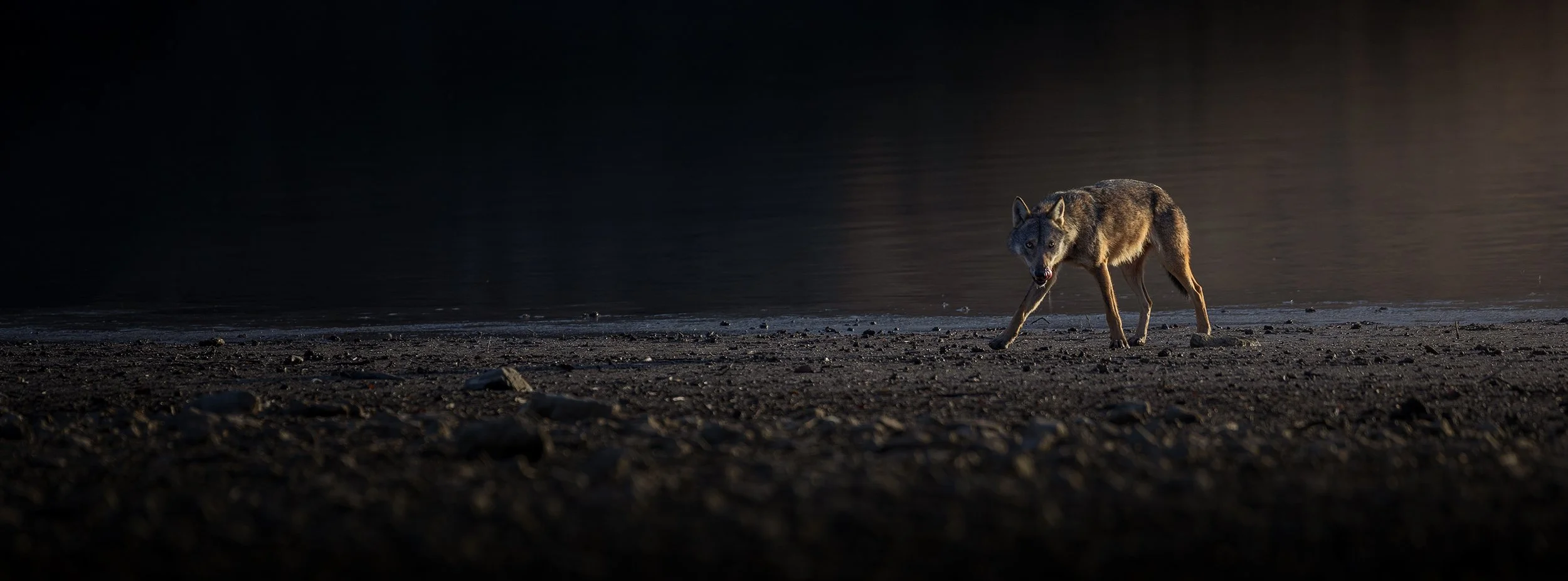 A lone wolf during a winter morning