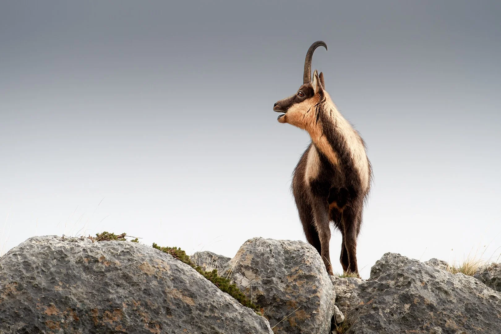 Appennine chamois love song
