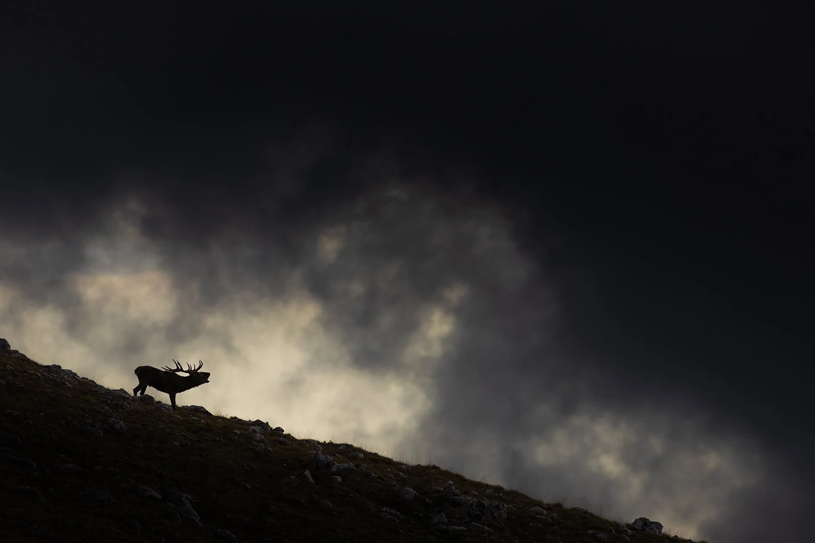 Last light of the day on a cloud during the rut season