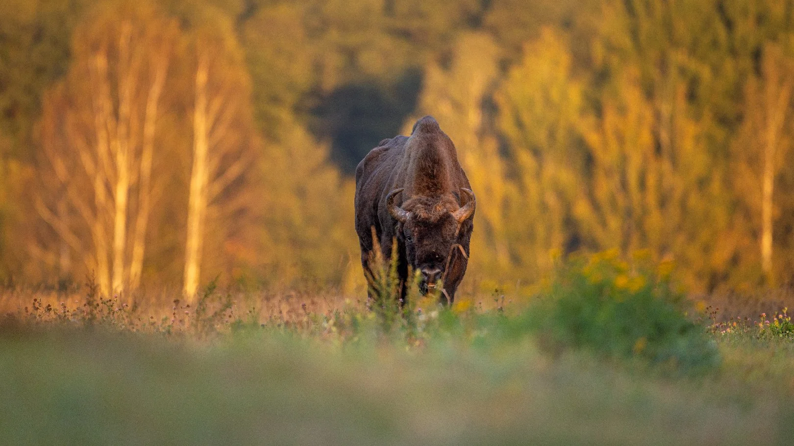 Wild bison in Białowieża forest