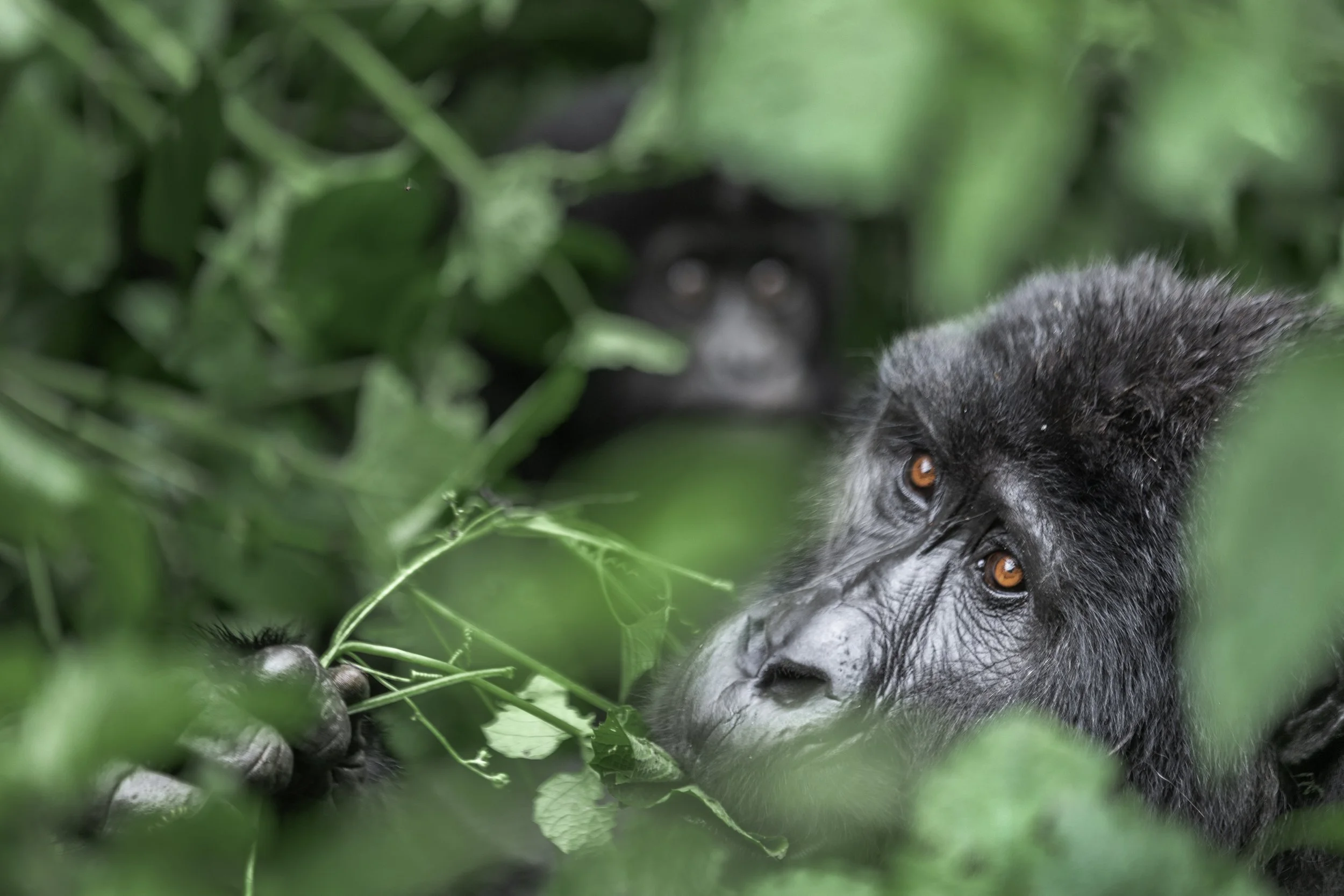 Mother and cub in Bwindi Impenetrable Forest