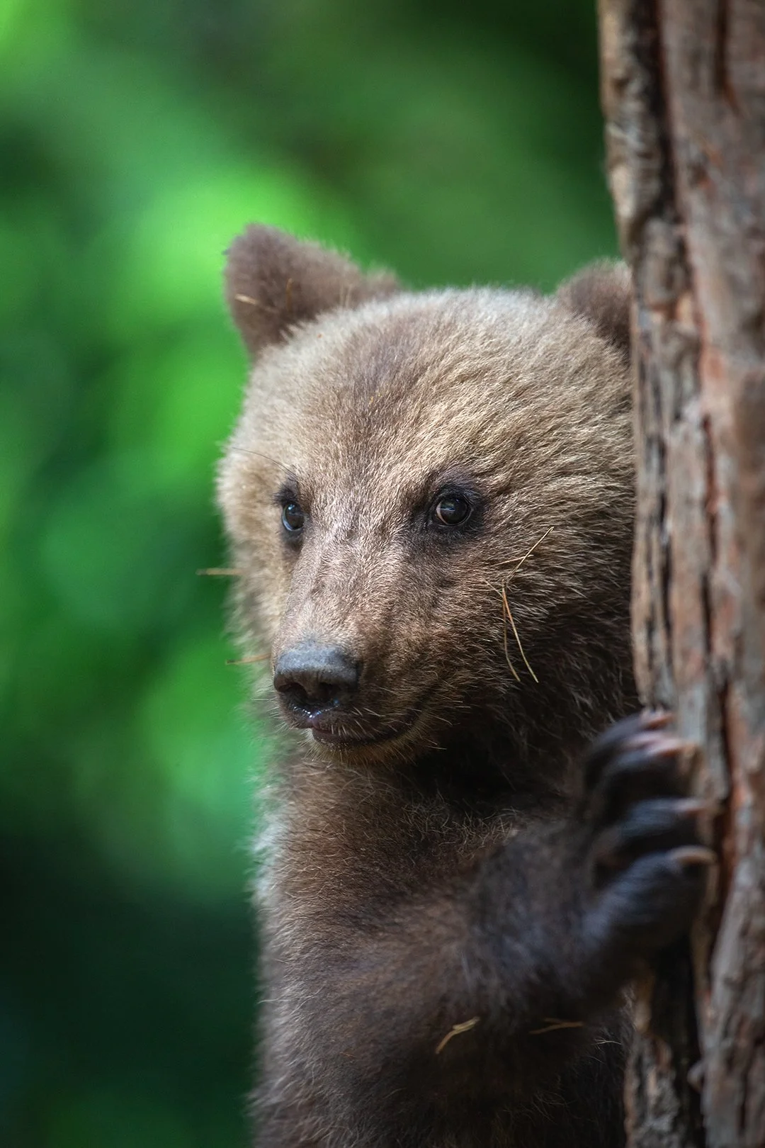 Bear cub in the forests of Carpathia