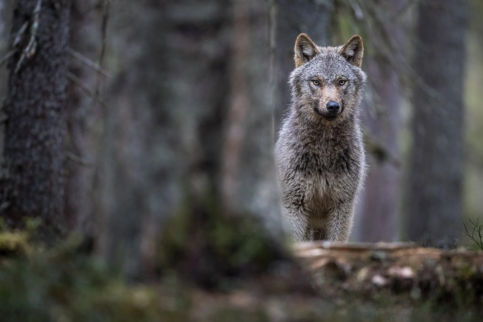 Wolf in a pine forest, Finland