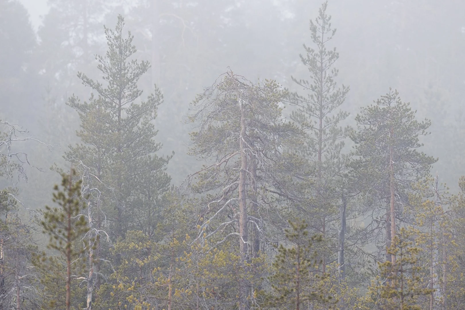 A finnish foggy morning while waiting for wolves 