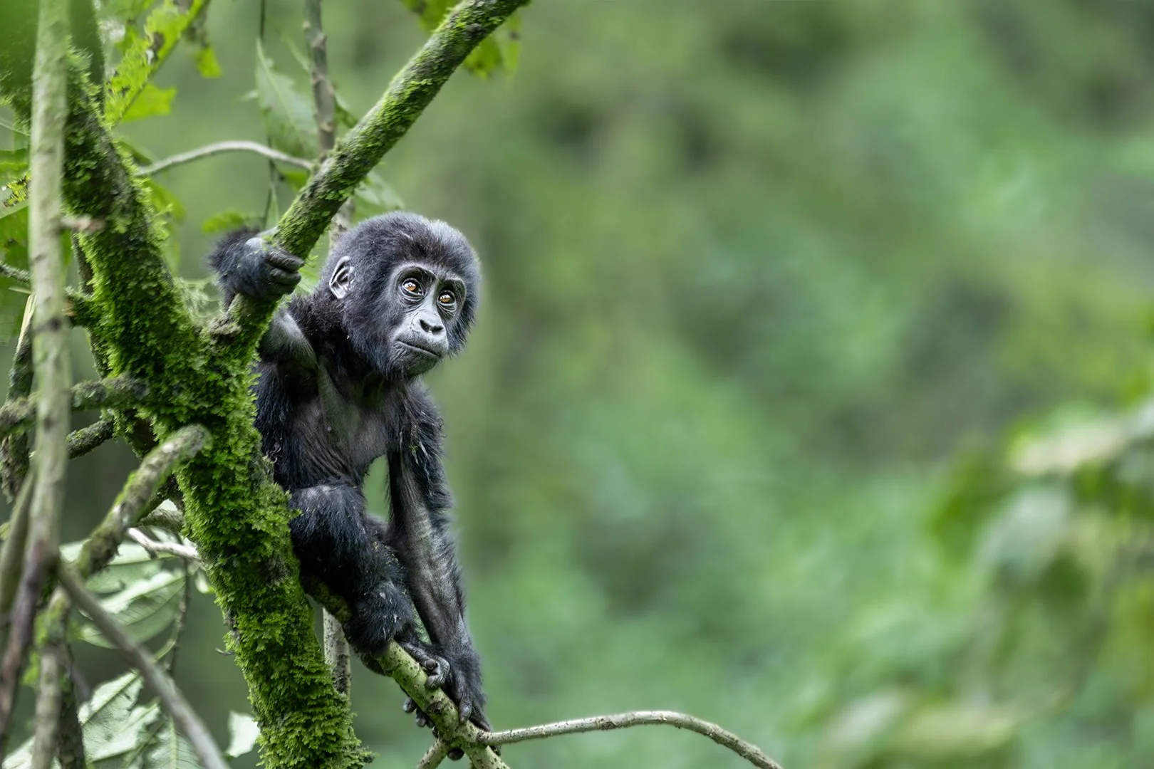 New born silverback