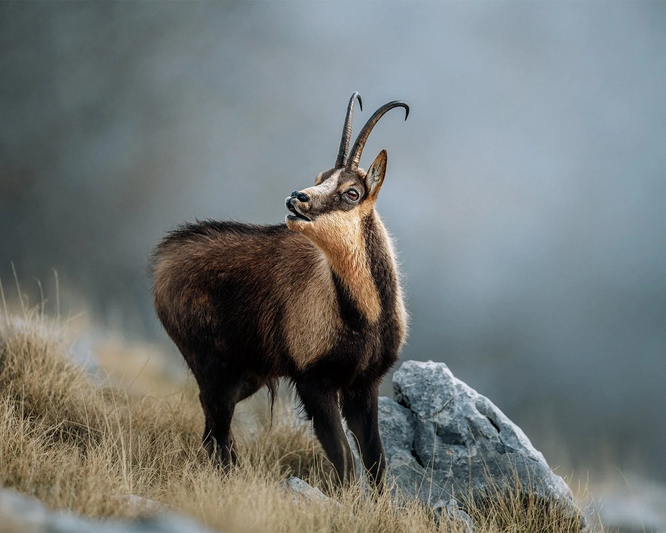Appennine chamois