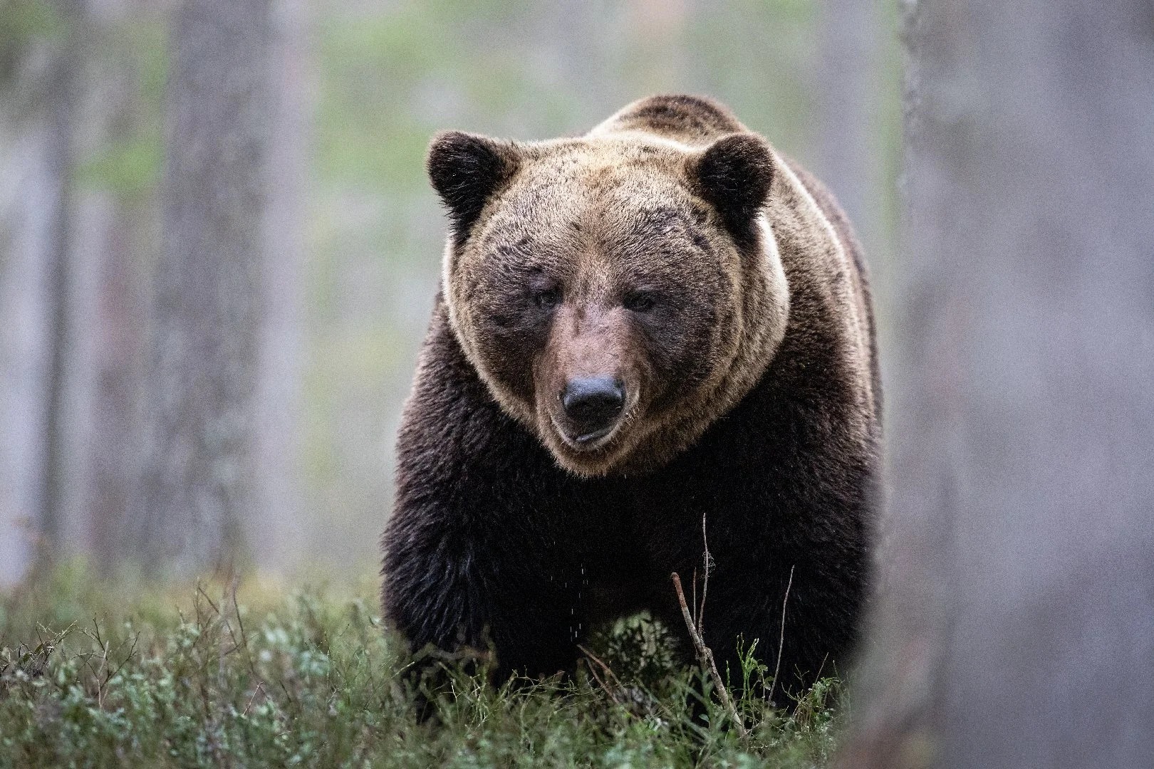 Bear in the forest, Finland