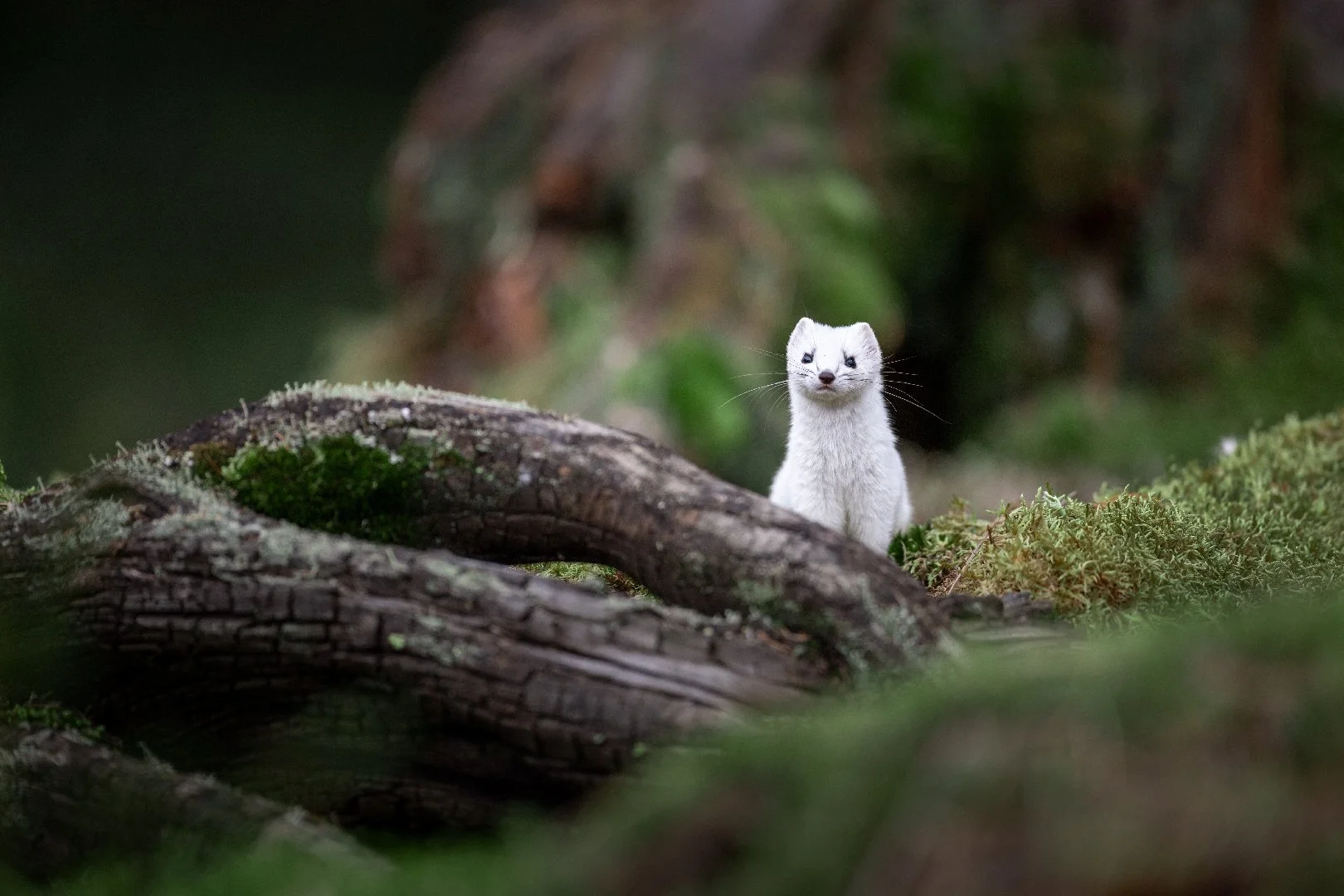 A curious ermine