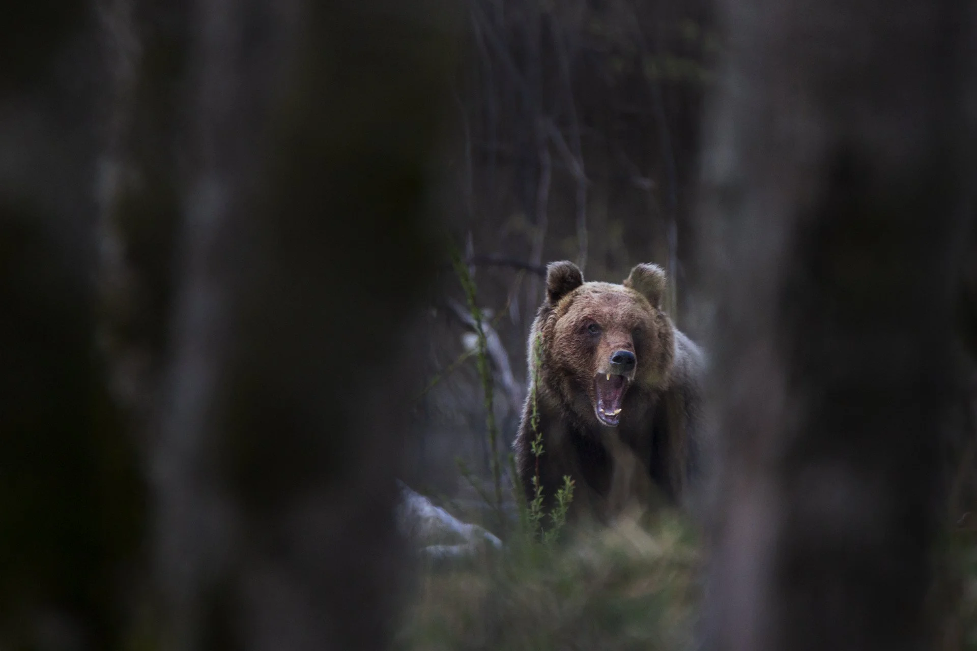 Marsican brown bear after a nap