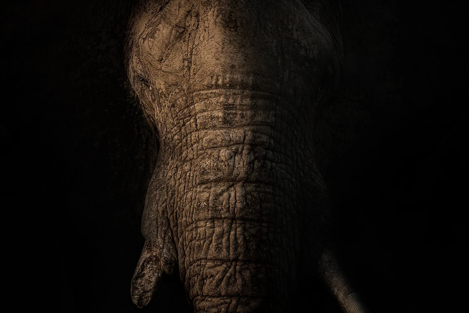 Elephant in chiaroscuro