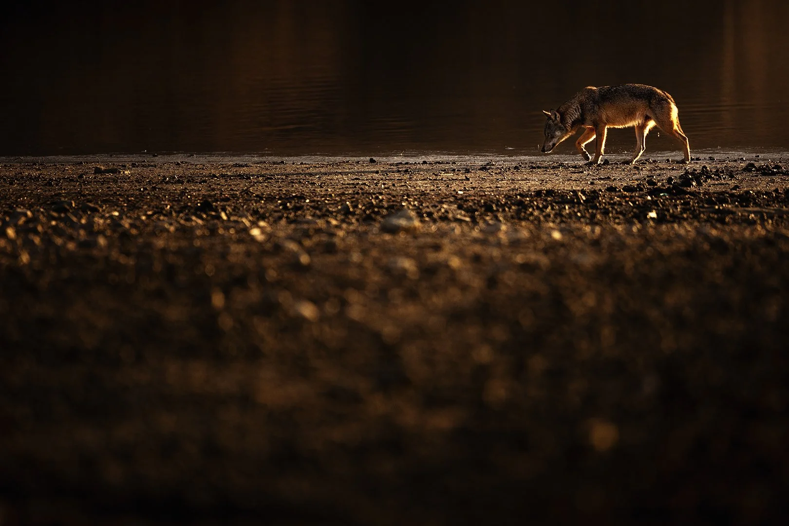 First light upon a wolf
