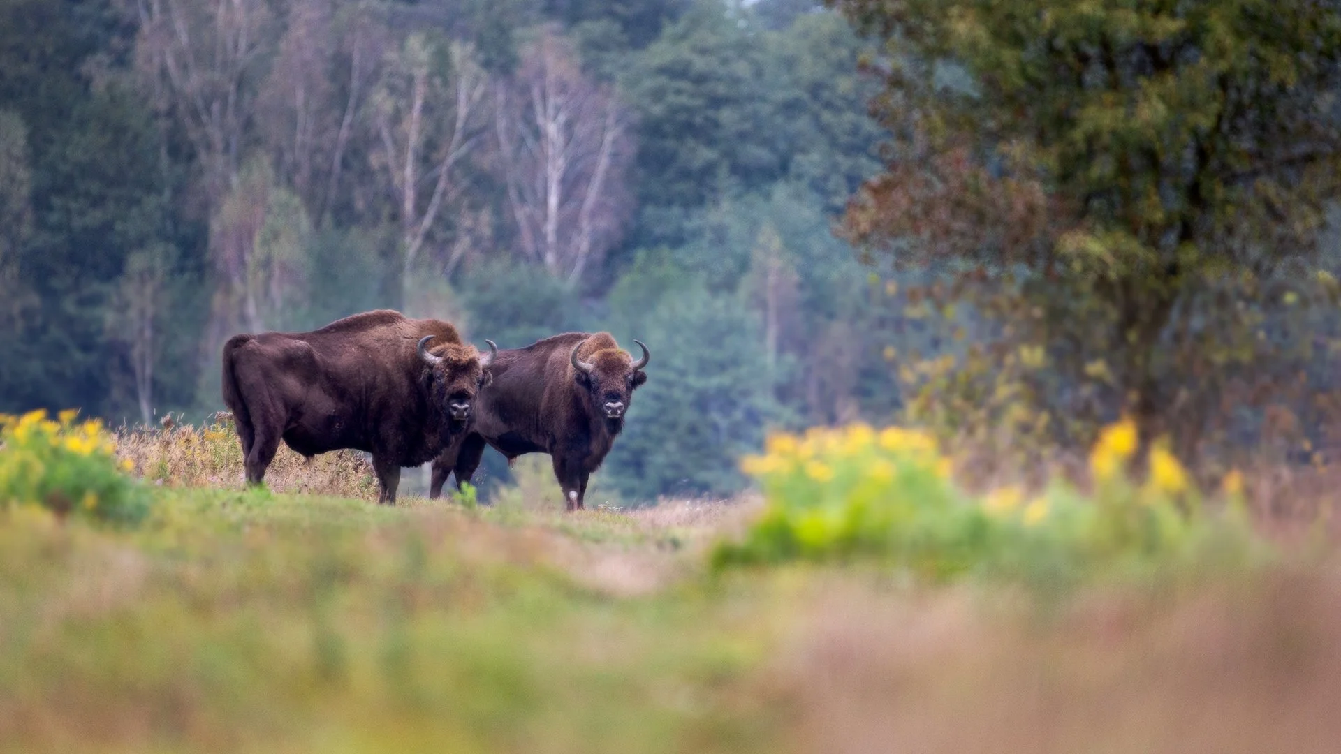 Bisons in Białowieża National Park