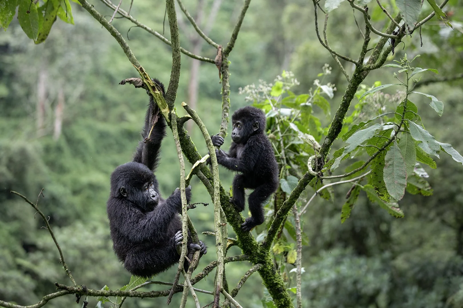 Cub and yearling in Bwindi