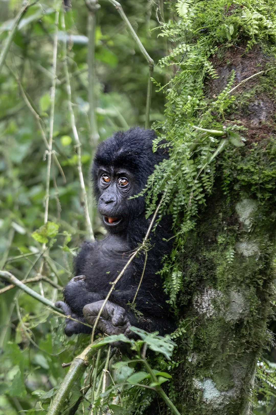 Curious, Bwindi Impenetrable