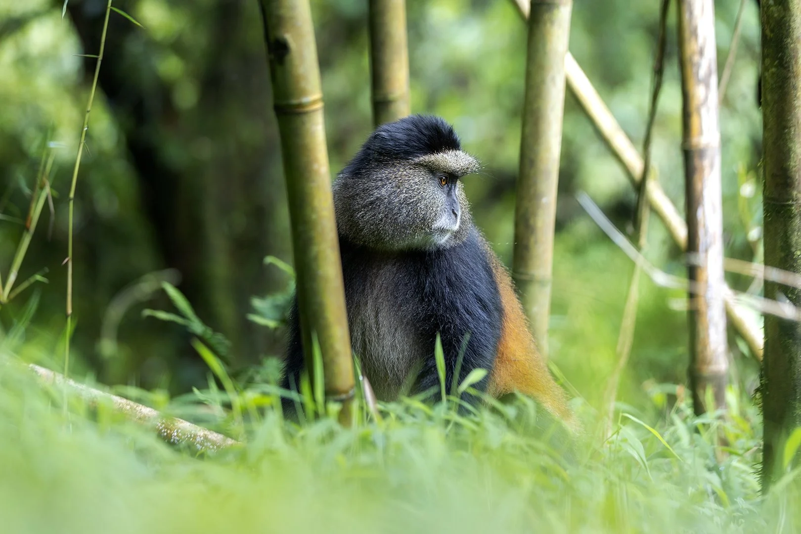 Bamboo forest, Mghainga National Park
