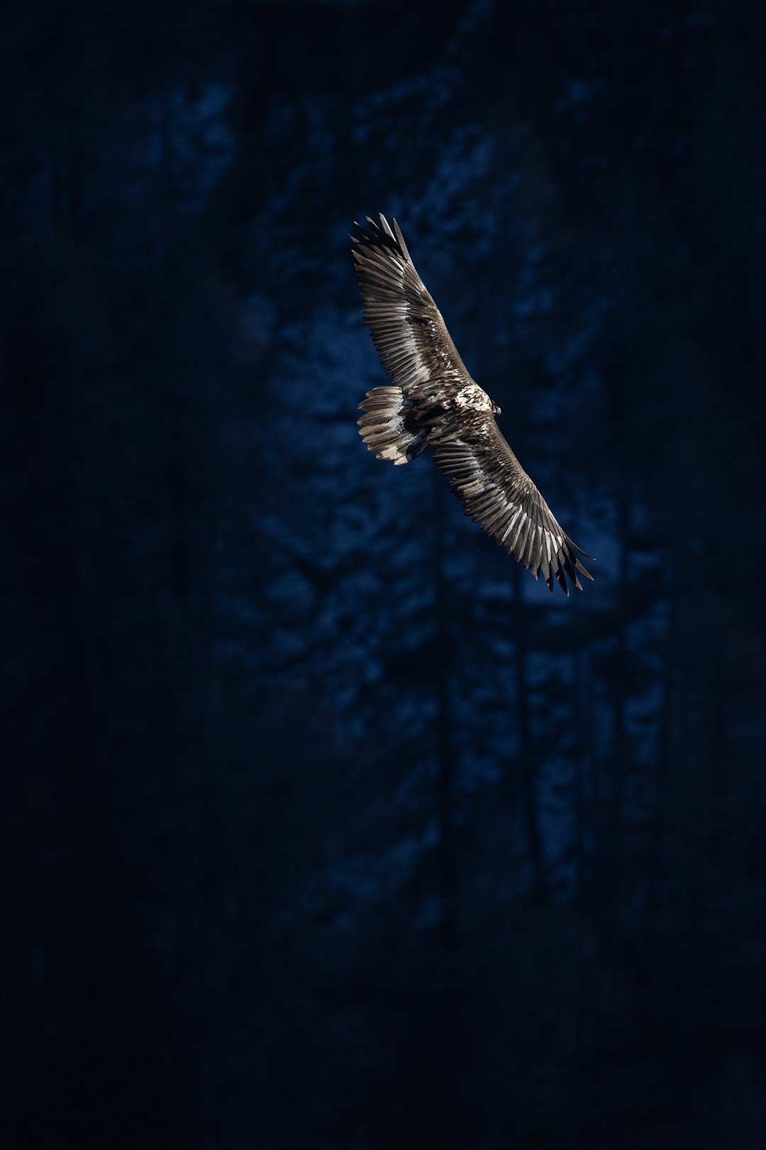 A young bearded vulture 