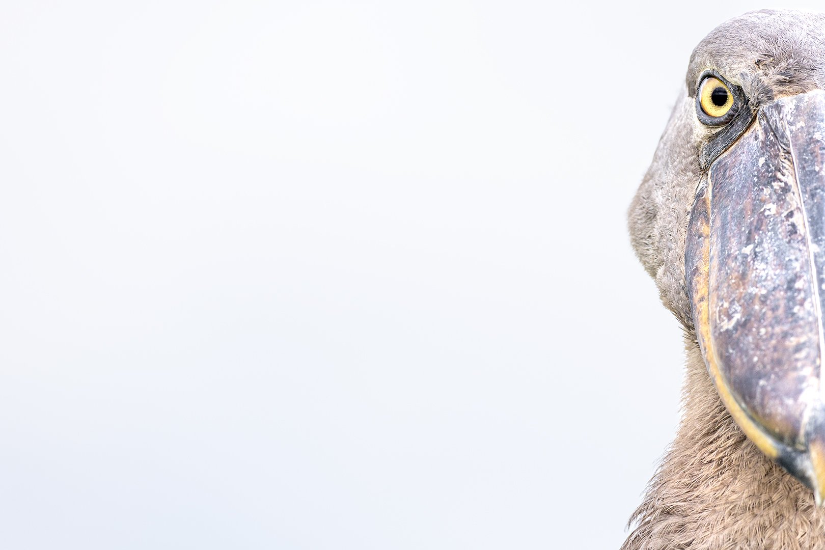 Half portrait of a shoebill