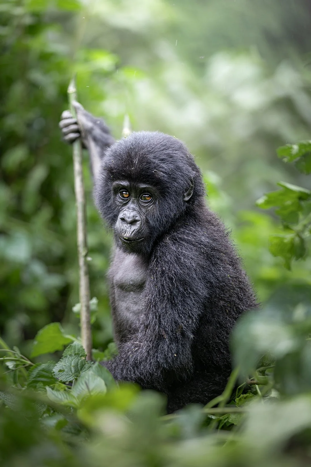 Yearling playing in Bwindi 