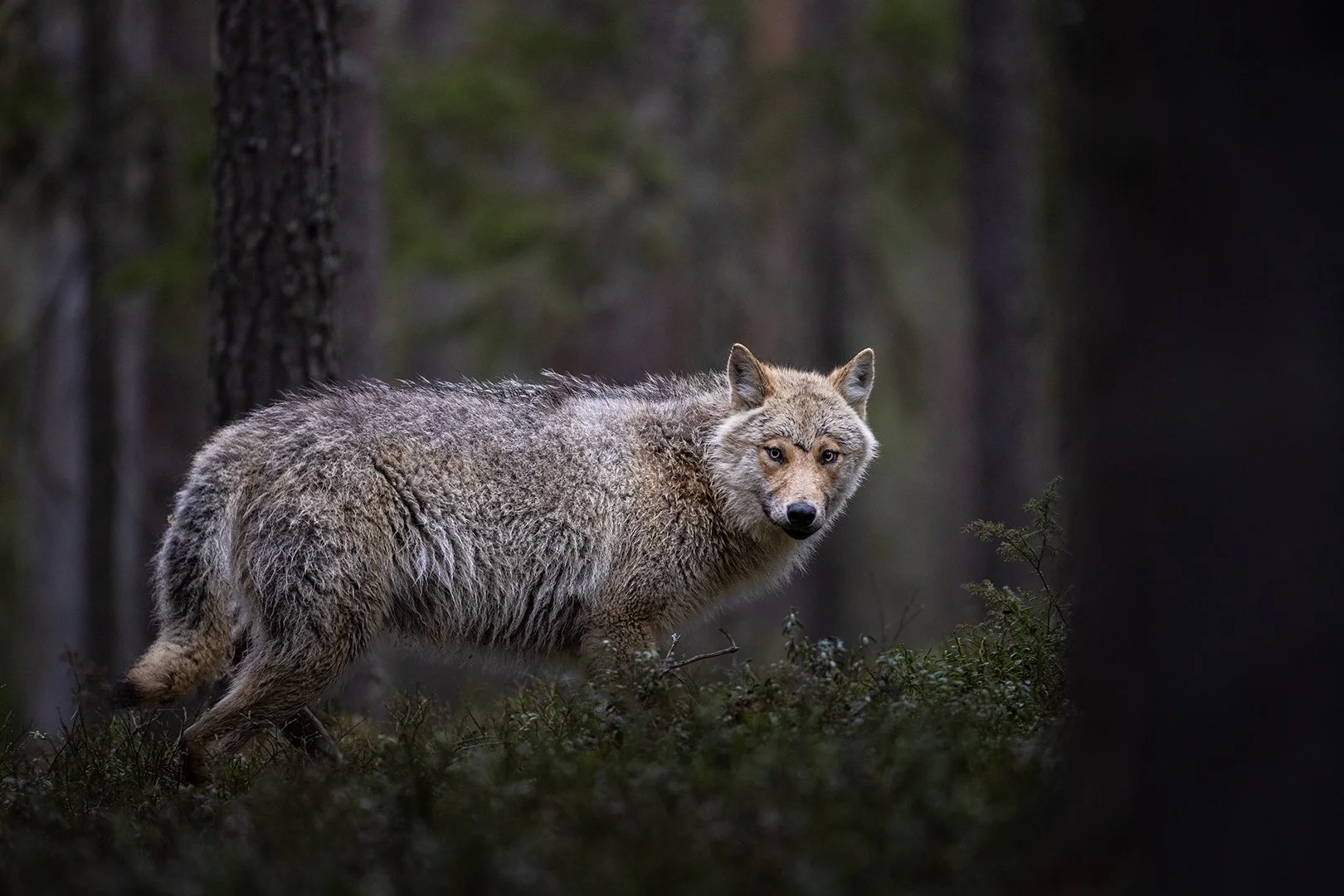 Lone wolf in finnish taiga