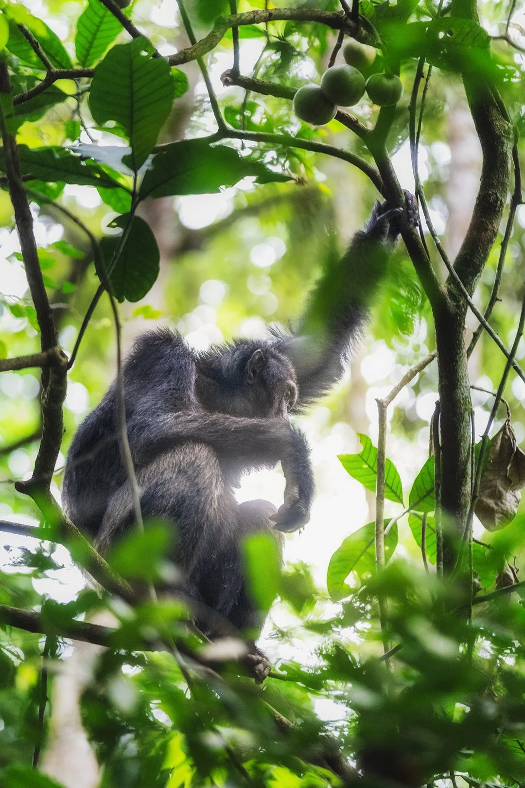 Thinking chimpanzee in Kibale National Park